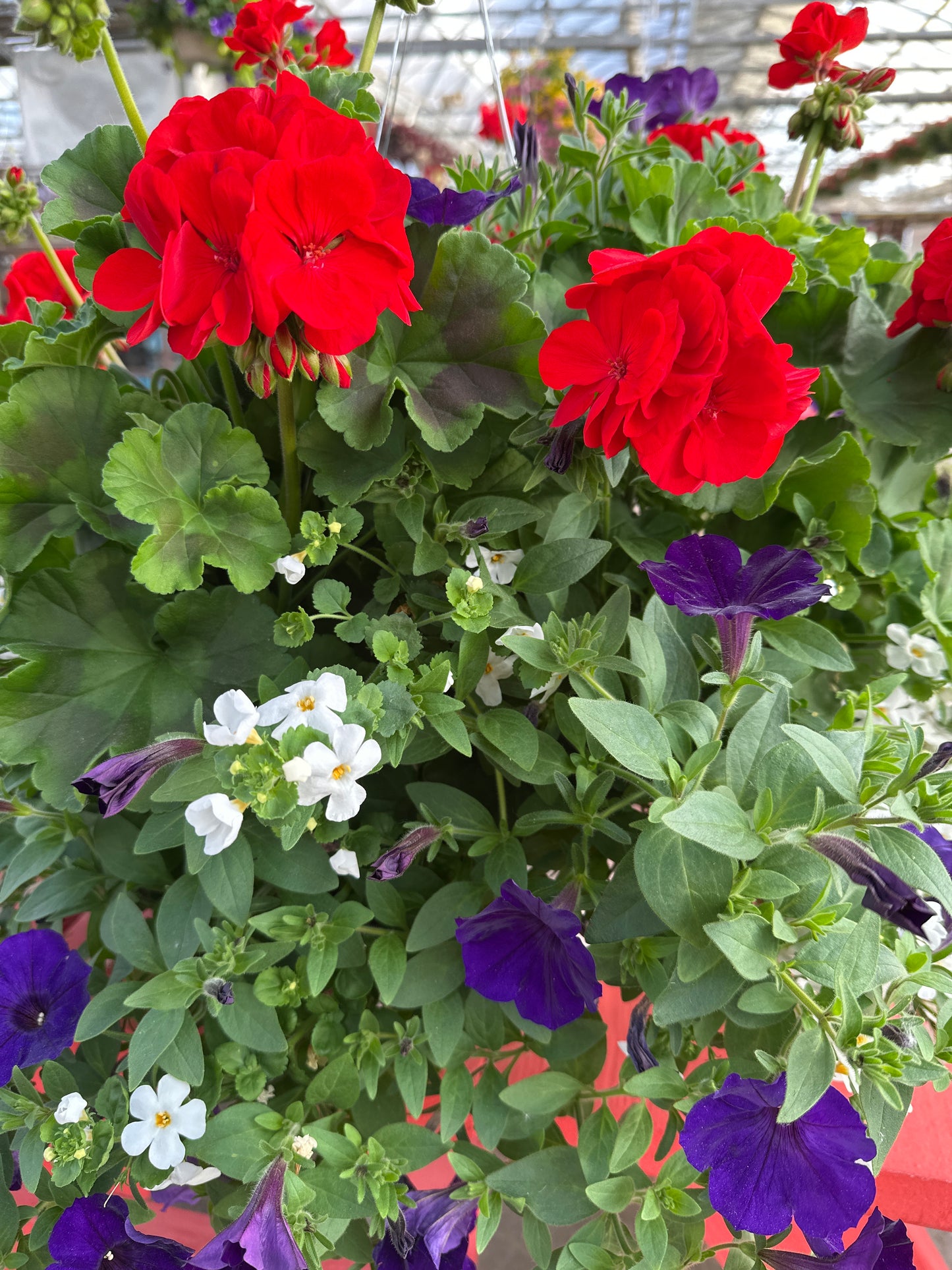 BASKET #56 - 12" HANGING BASKET