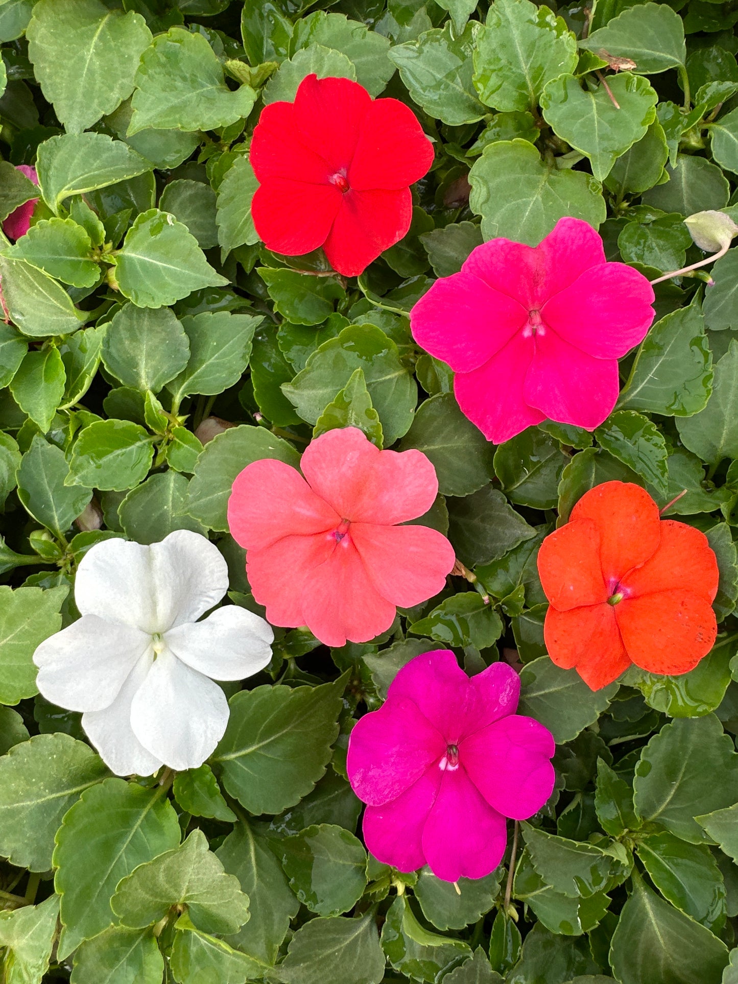 IMPATIENS BEACON FORMULA MIX - FLAT OF 32 PLANTS