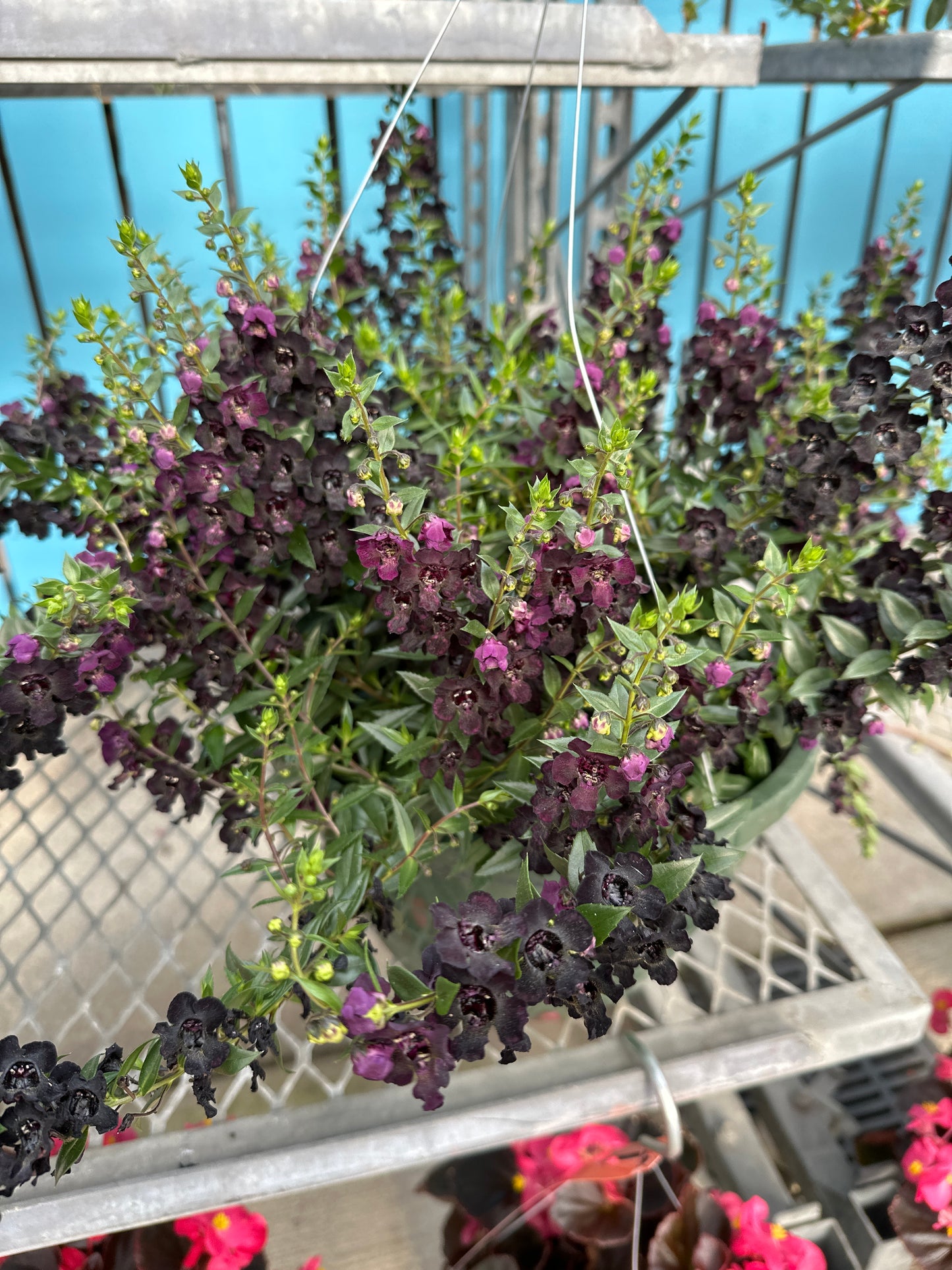 ANGELONIA ANGELFLARE BLACK - 10" HANGING BASKET