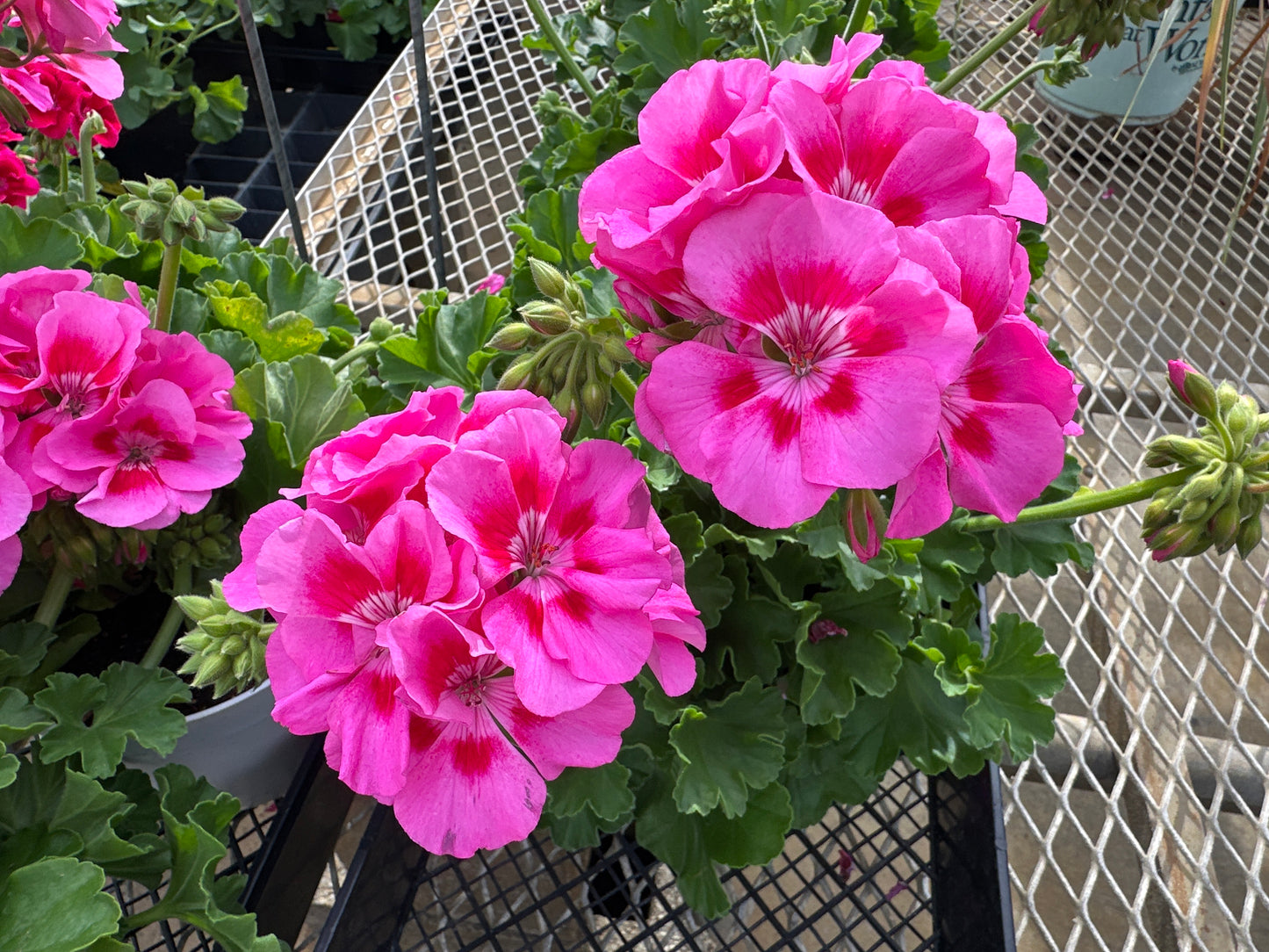 GERANIUM DYNAMO PINK FLARE - 6" POT