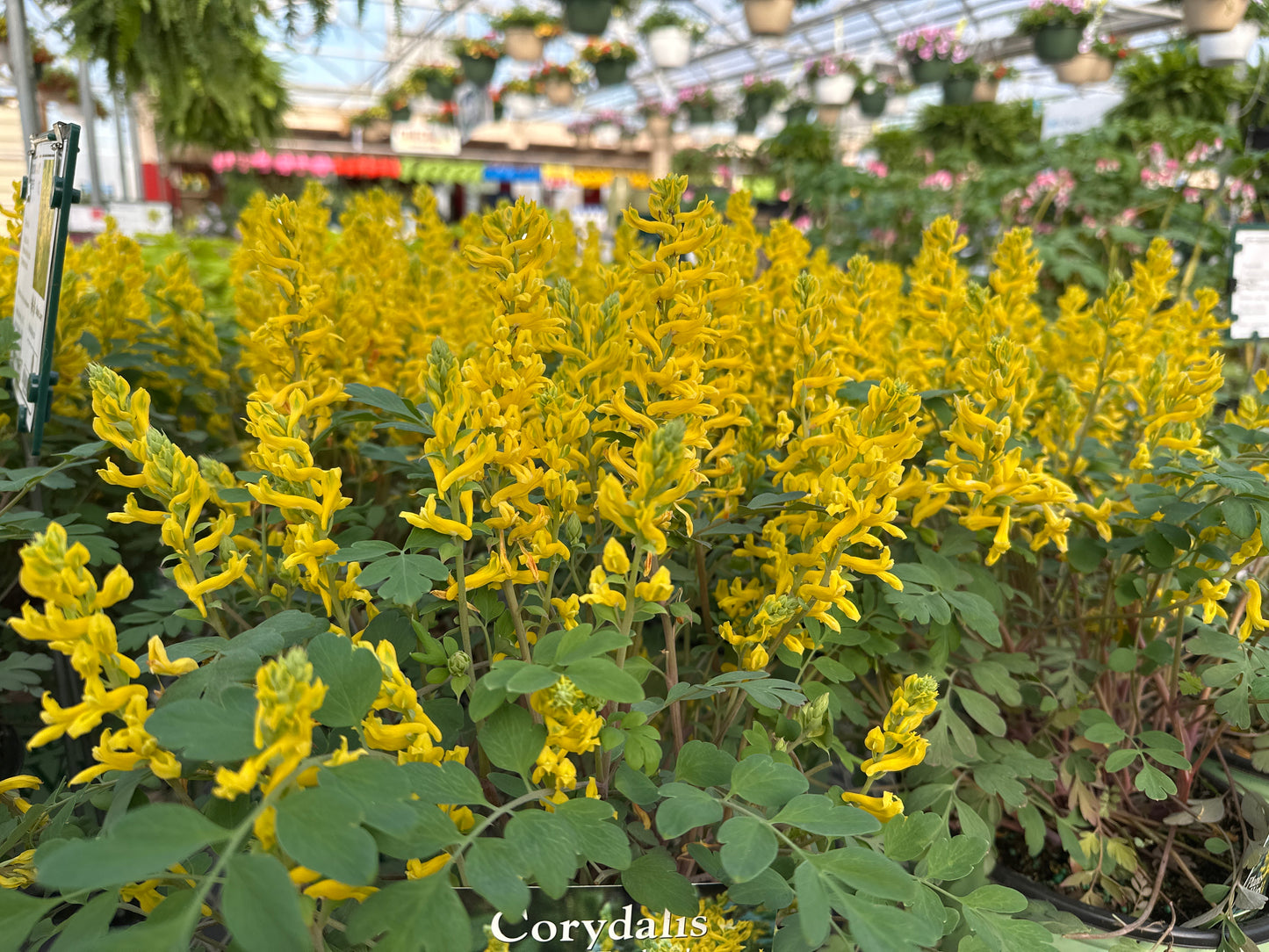 CORYDALIS 'CANARY FEATHERS'