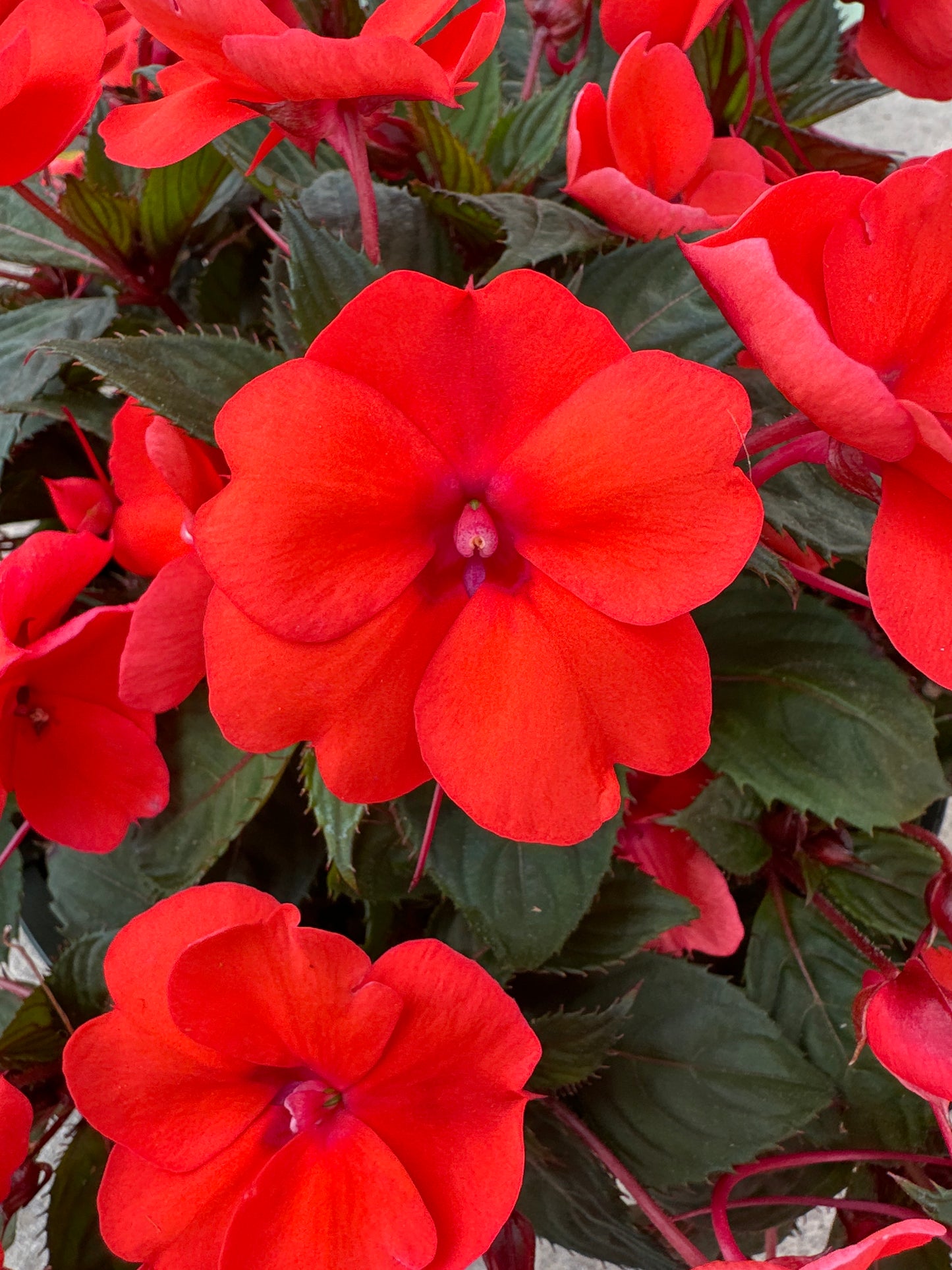 SUNPATIENS COMPACT HOT CORAL - 10" HANGING BASKET