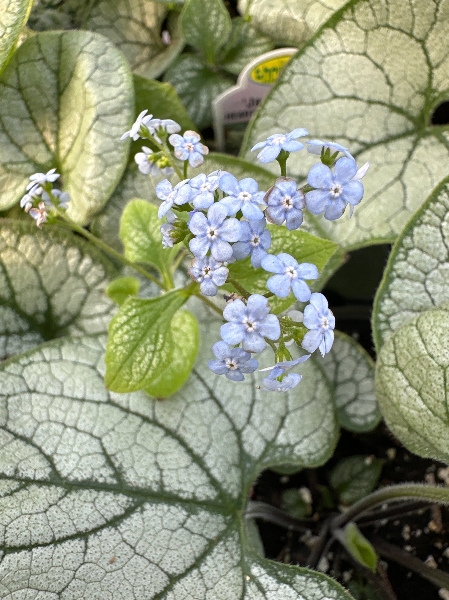BRUNNERA JACK FROST - QUART POT