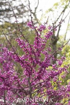 Cercis canadensis 'Forest Pansy'