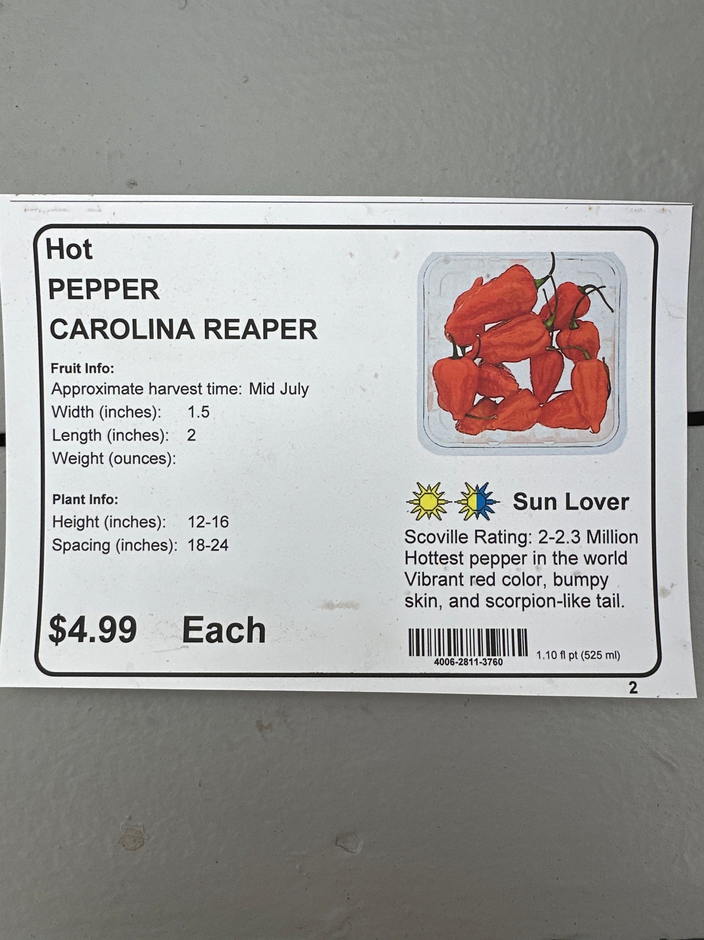 PEPPER CAROLINA REAPER - 4" POT