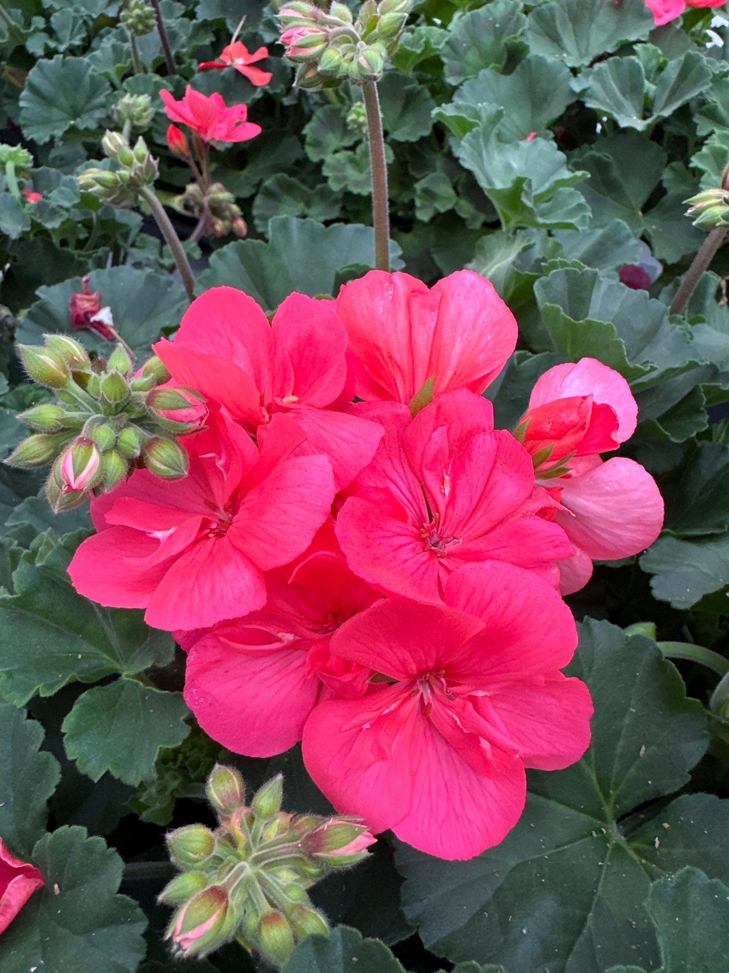 GERANIUM FANTASIA FLAMINGO ROSE - 4" POT