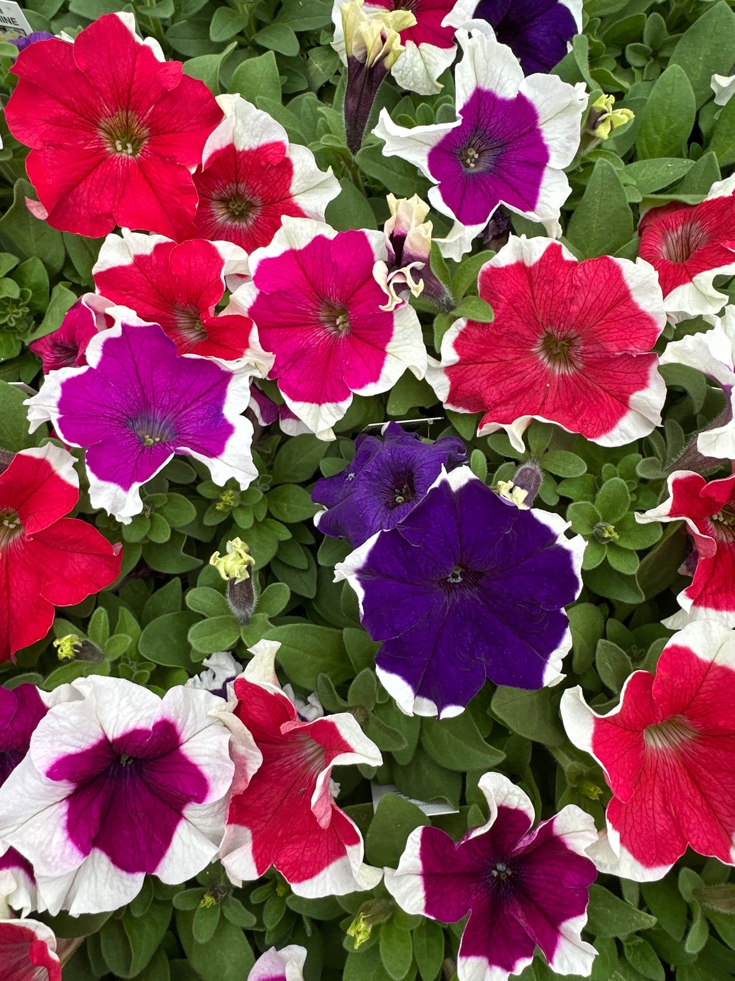 PETUNIA HULAHOOP MIX - FLAT OF 48 PLANTS