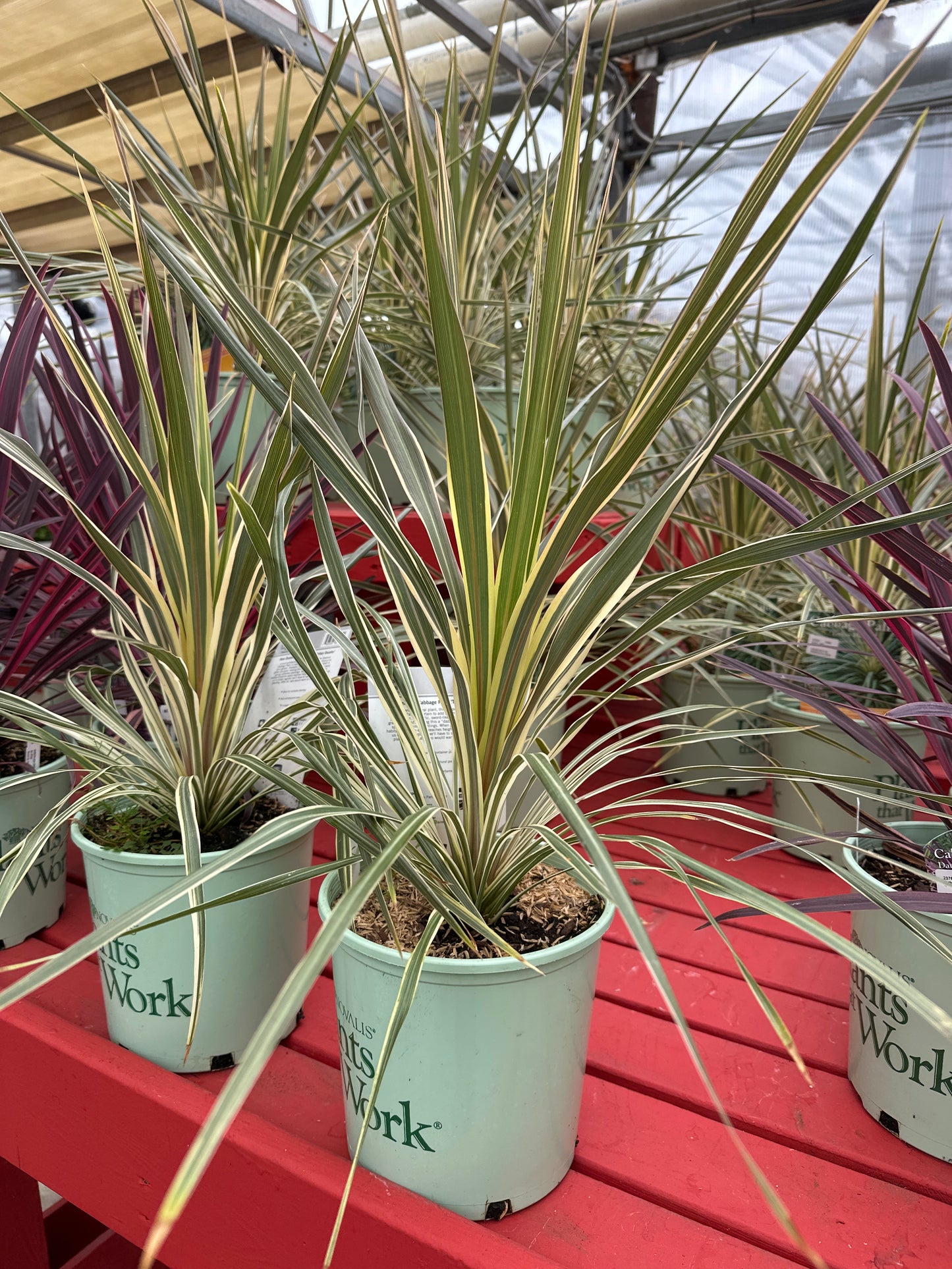 CORDYLINE 'TORBAY DAZZLER'