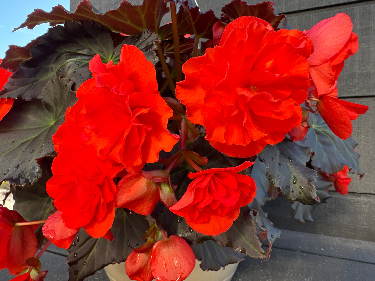 BEGONIA SOLENIAS ORANGE - 10'' HANGING BASKET