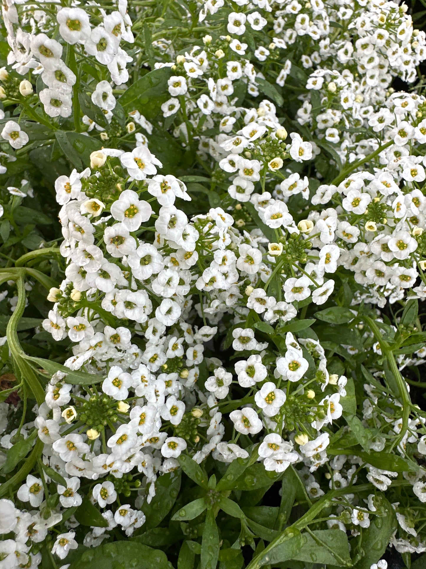 LOBULARIA STREAM SILVER - 4" POT