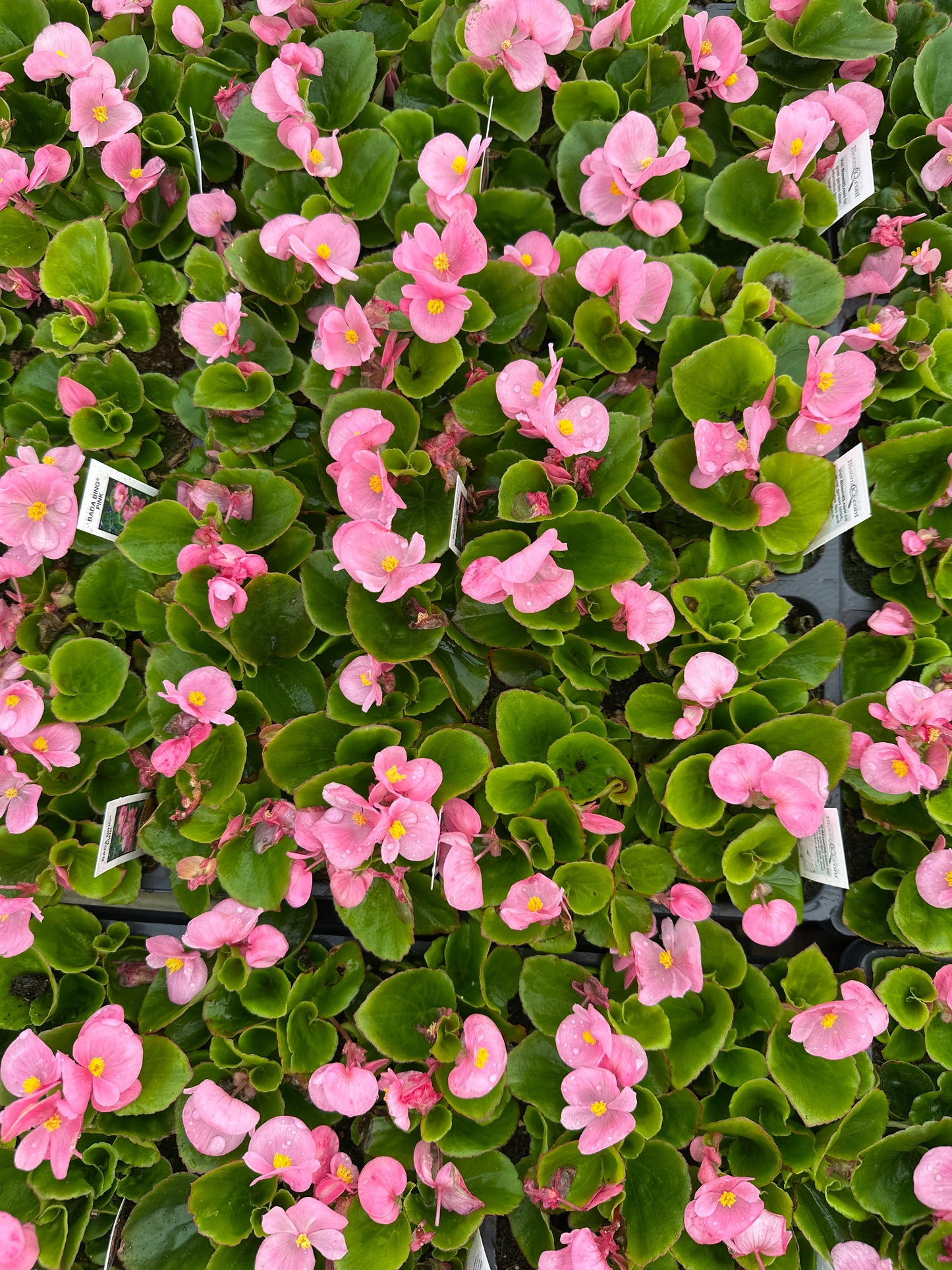 BEGONIA BADA BING PINK - FLAT OF 48 PLANTS