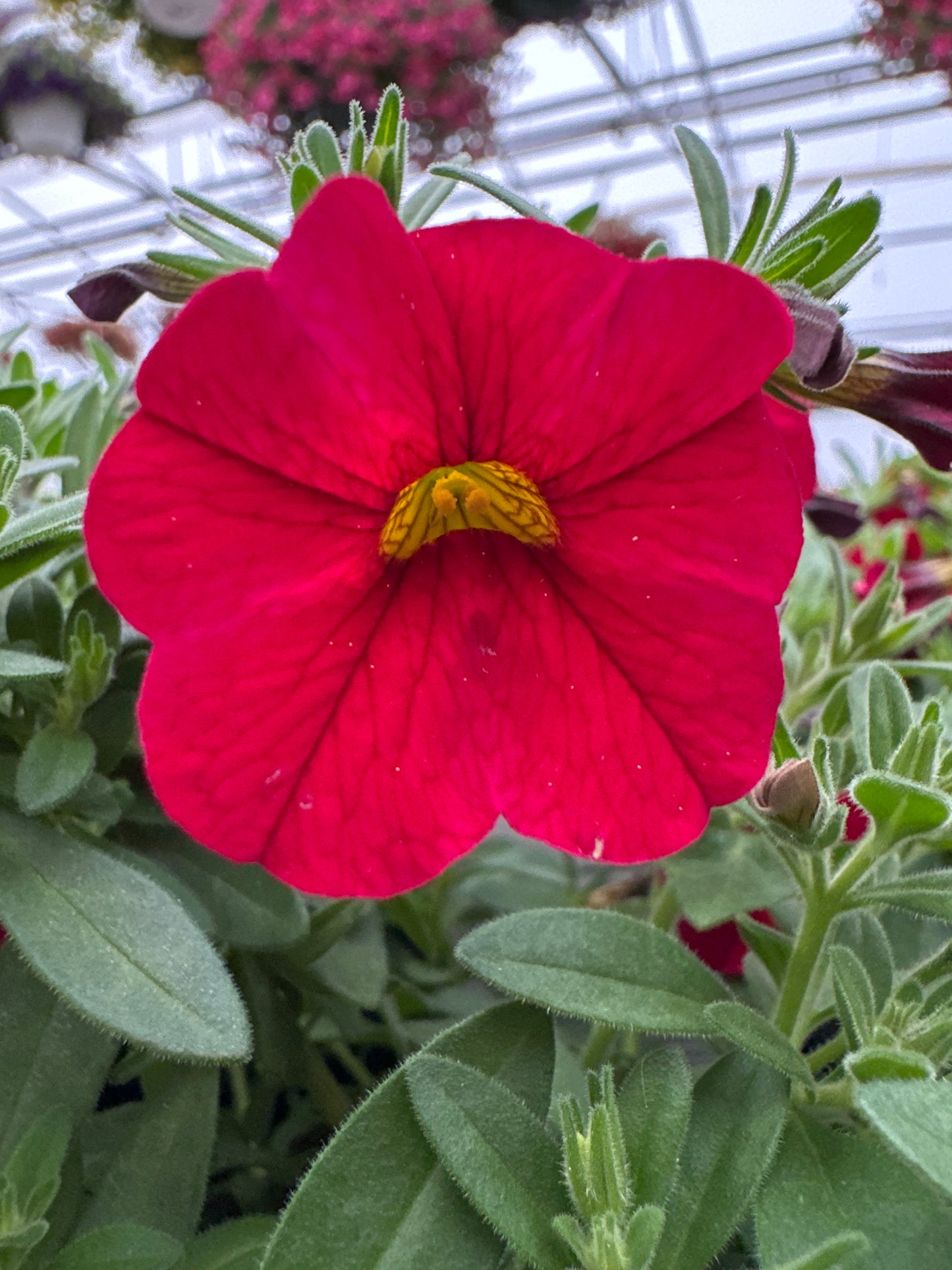 CALIBRACHOA CABARET BRIGHT RED - 4" POT