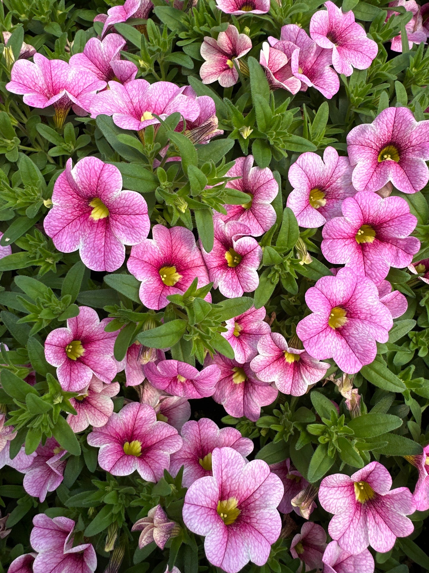 CALIBRACHOA CABARET STRAWBERRY PARFAIT - JUMBO 6 PACK