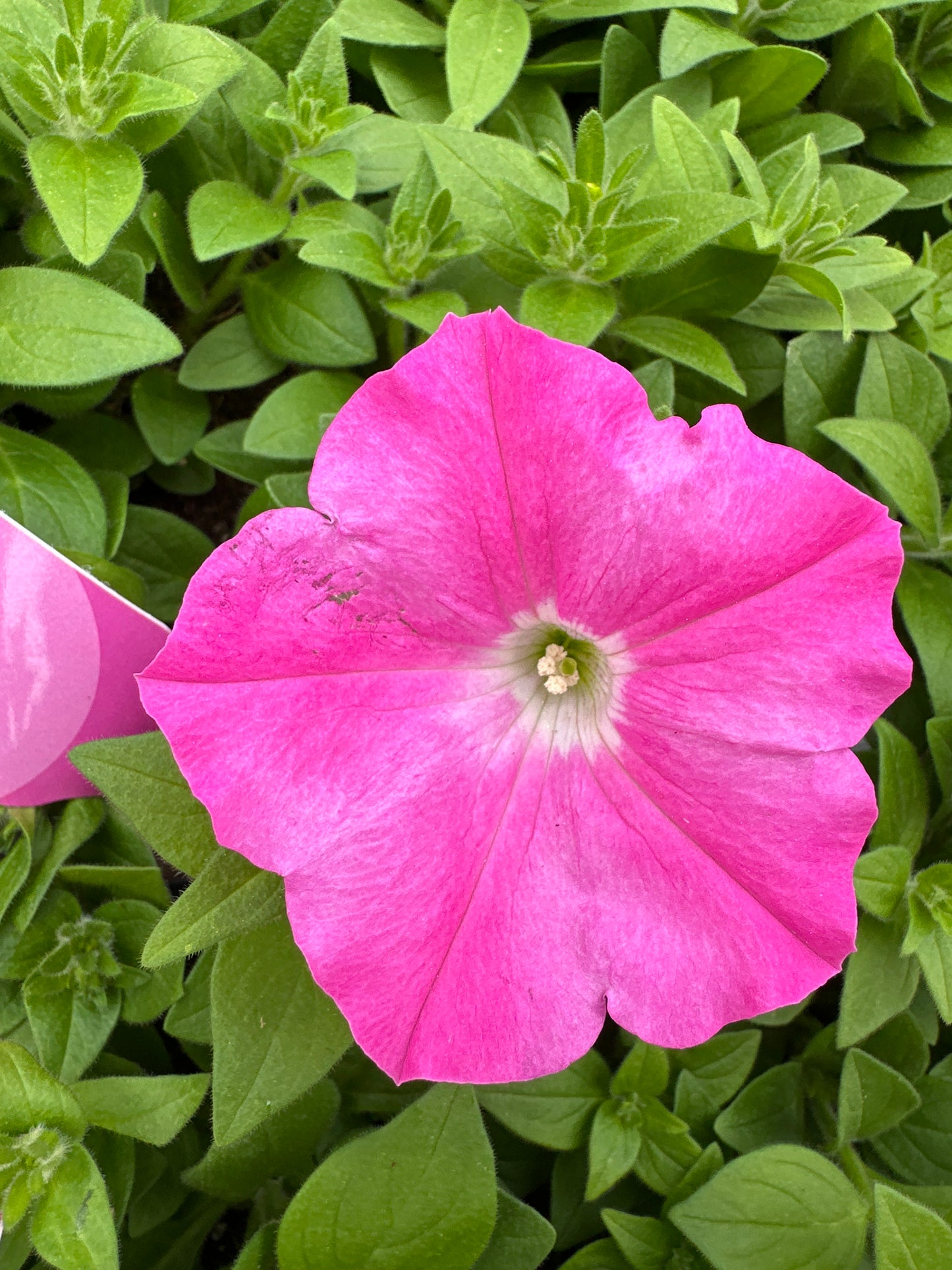 PETUNIA EASY WAVE PINK - JUMBO 6 PACK