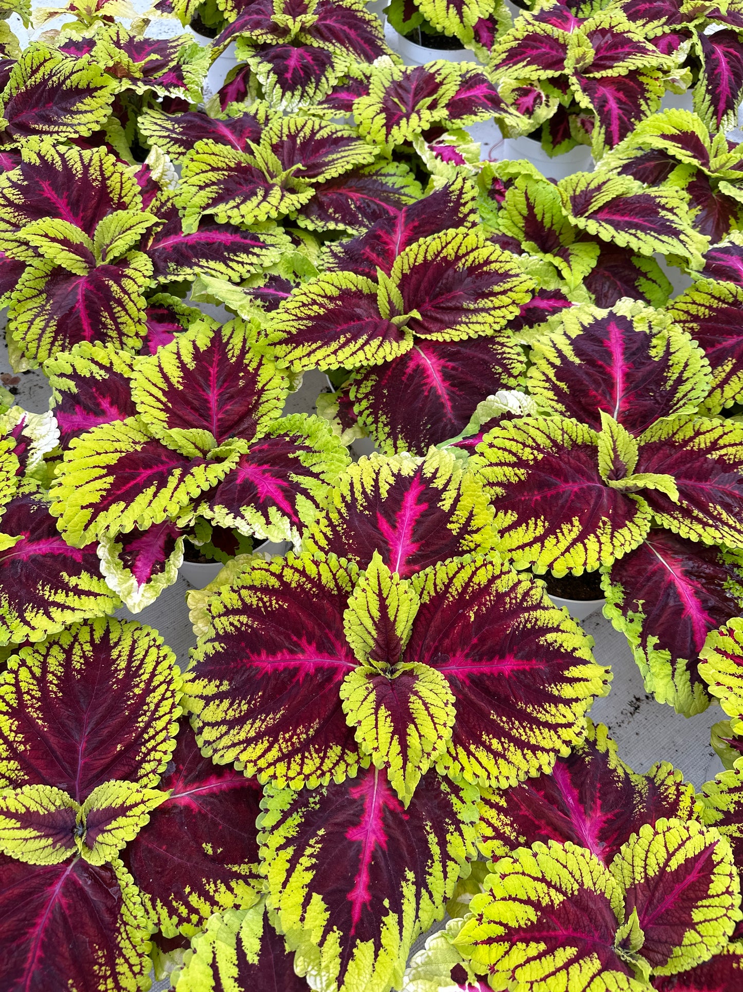 COLEUS KONG ROSE - 6" POT