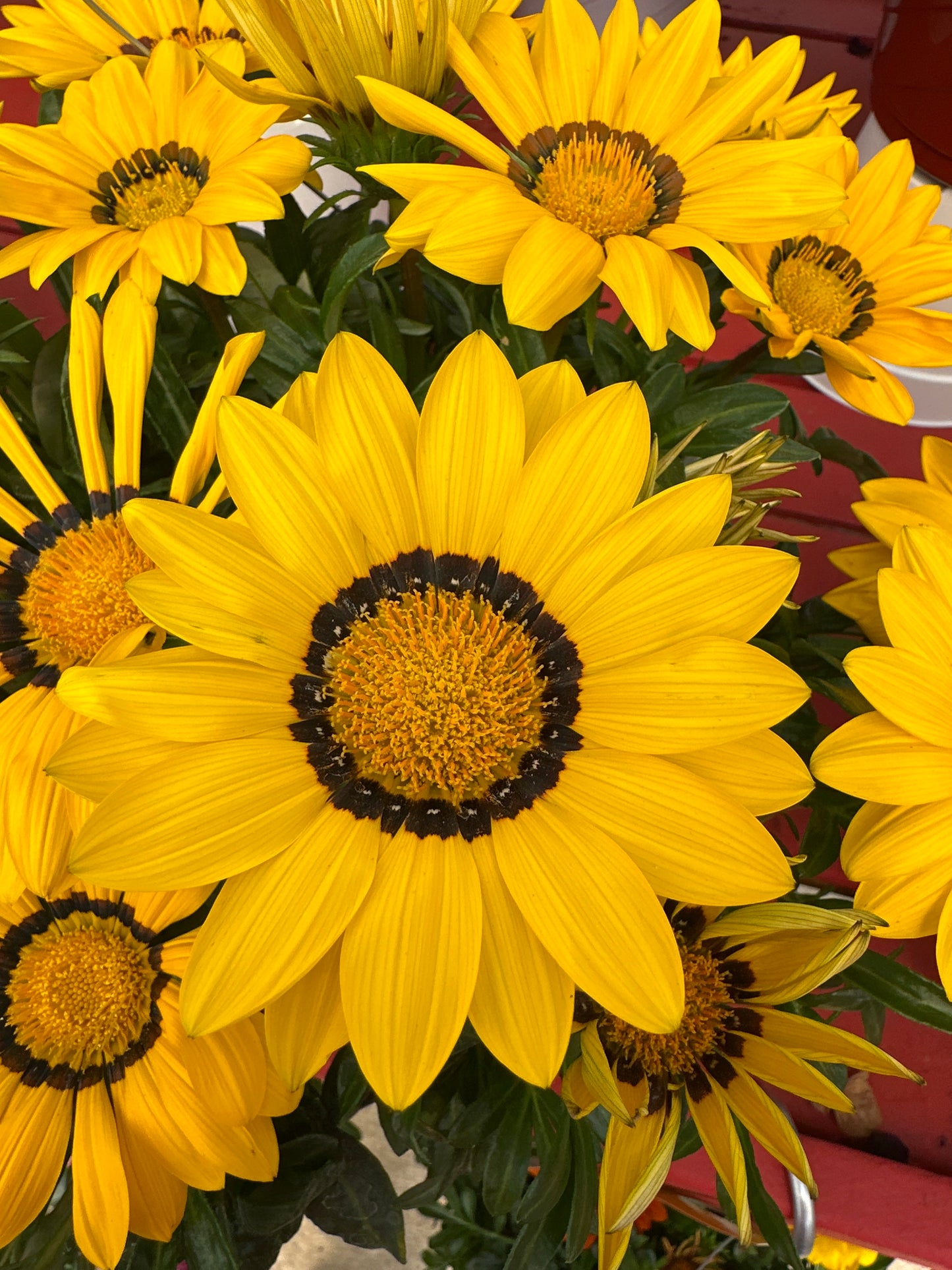 GAZANIA NEW DAY YELLOW - 8" HANGING BASKET