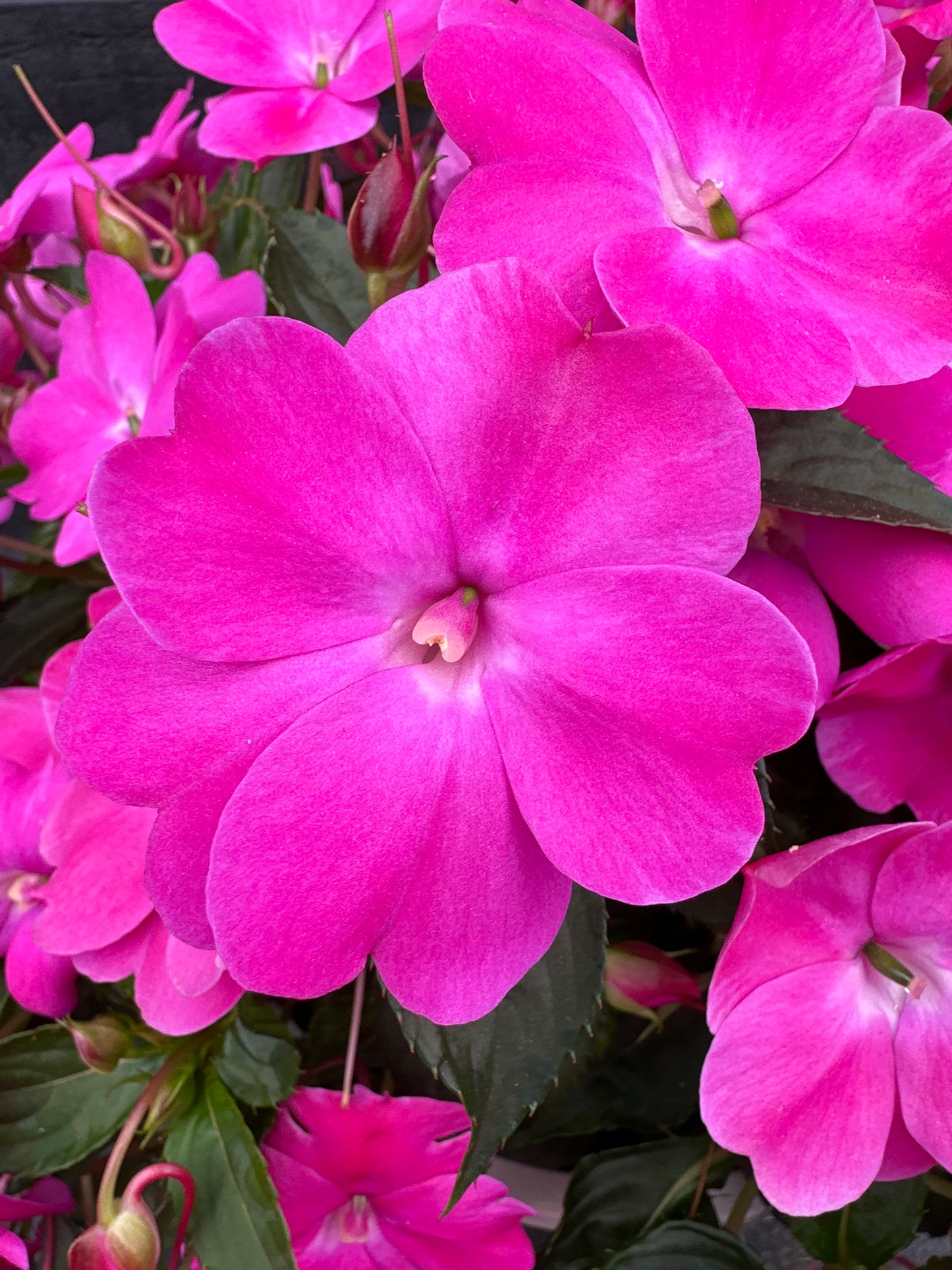 SUNPATIENS COMPACT HOT PINK - 10" HANGING BASKET