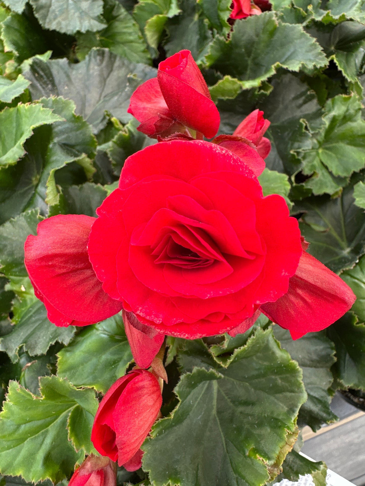 BEGONIA REIGER BARKOS - 4'' POT