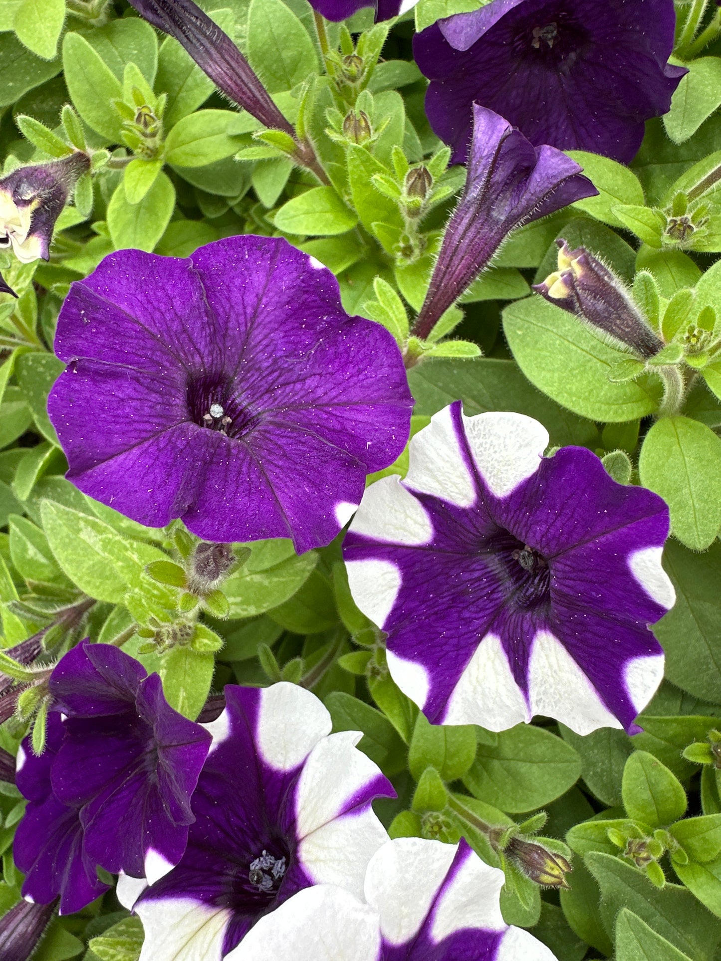 PETUNIA SHOCK WAVE PURPLE TIE DYE - JUMBO 6 PACK