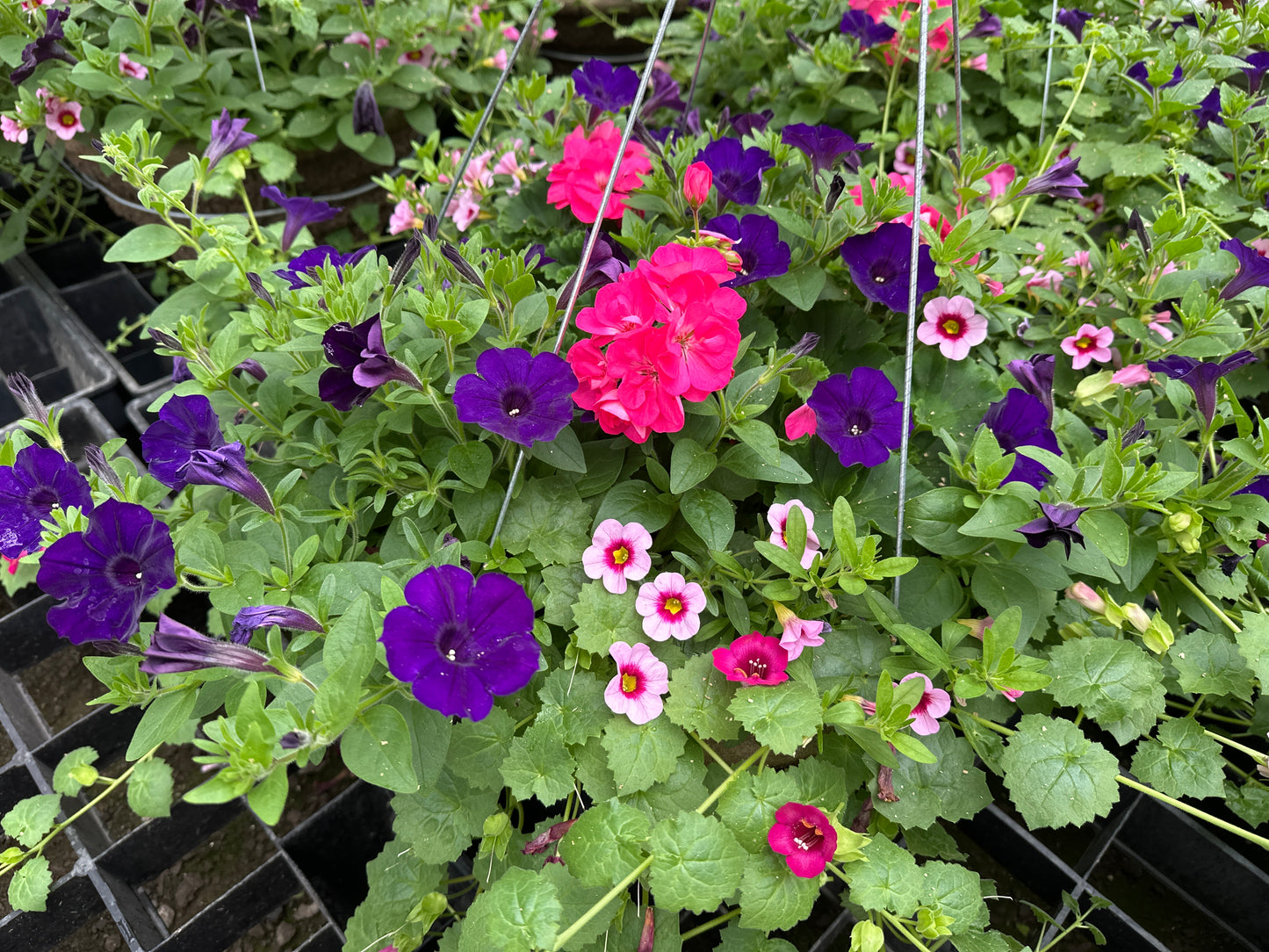 BASKET #8 - 16" HANGING BASKET