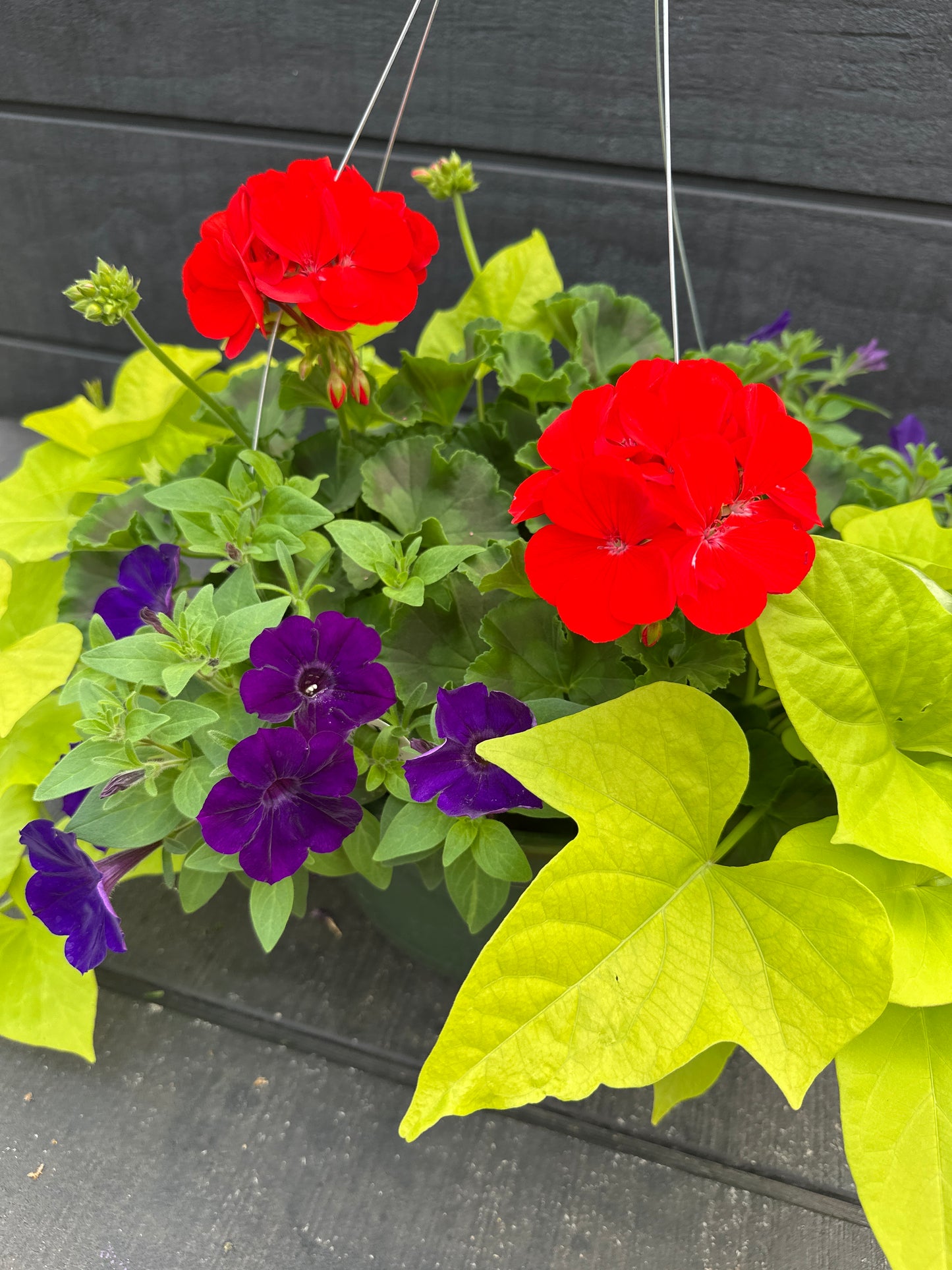 BASKET #22 - 12'' HANGING BASKET
