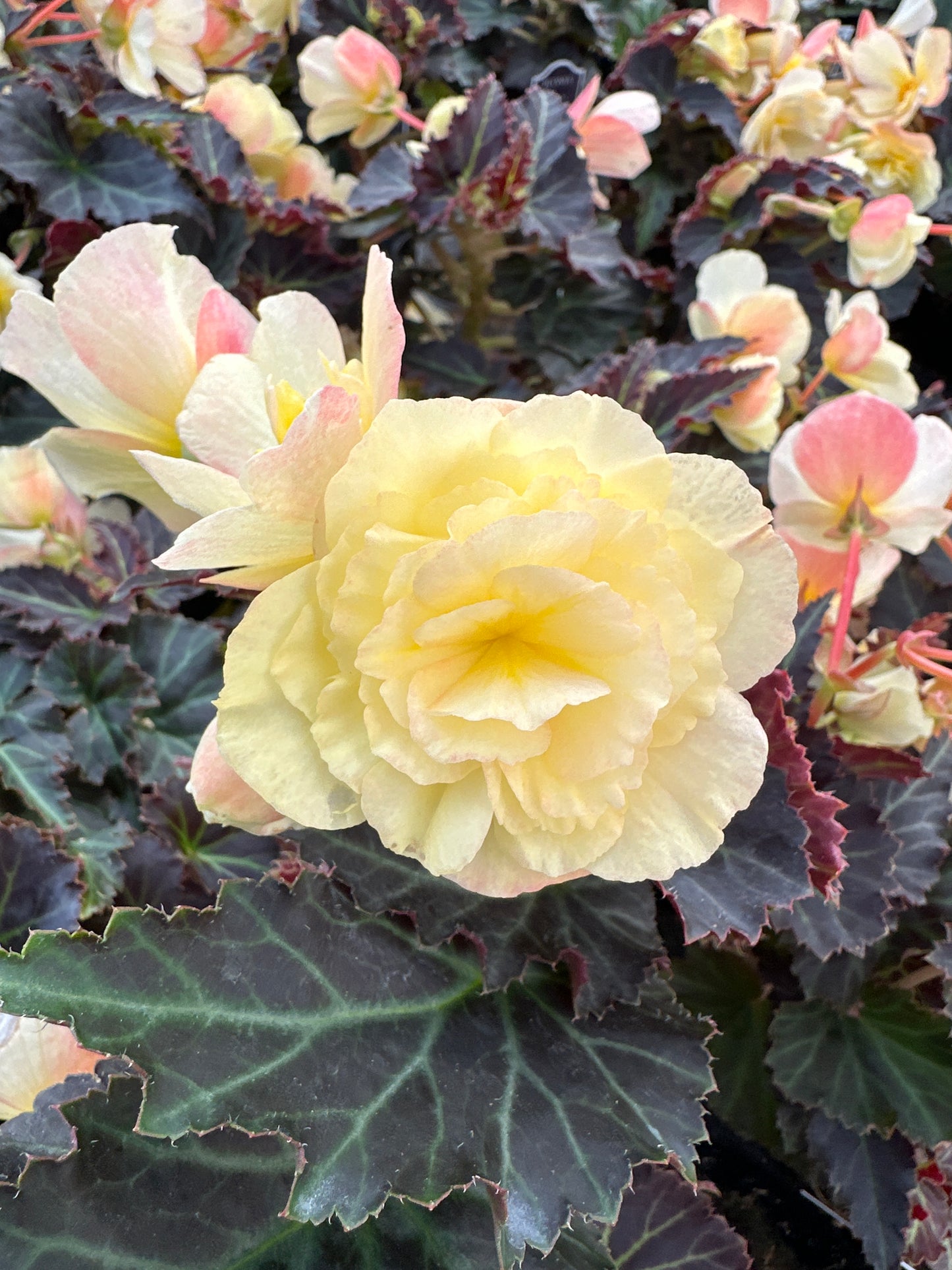 BEGONIA ICONIA TWEETIE PIE - 4" POT