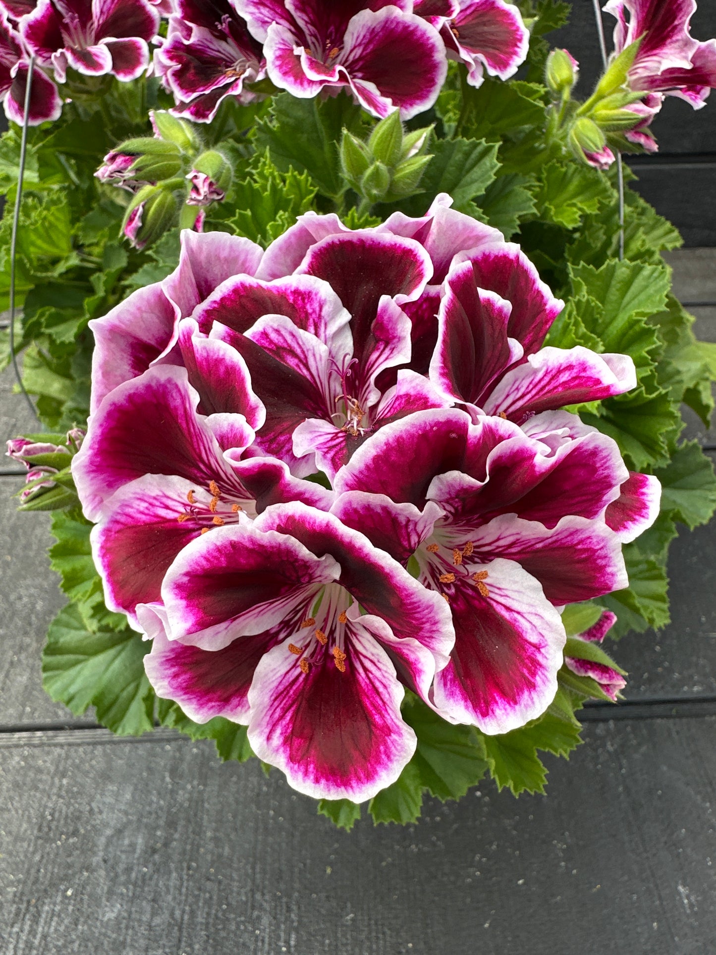 GERANIUM MARTHA WASHINGTON ELEGANCE IMPERIAL - 10" HANGING BASKET