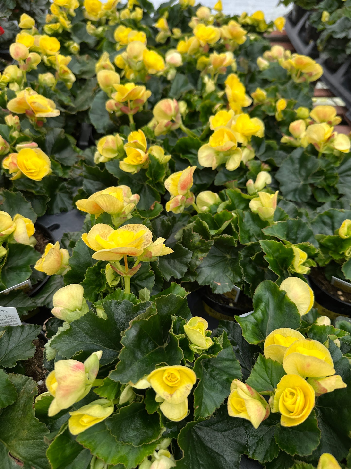 BEGONIA REIGER BLITZ - 4" POT