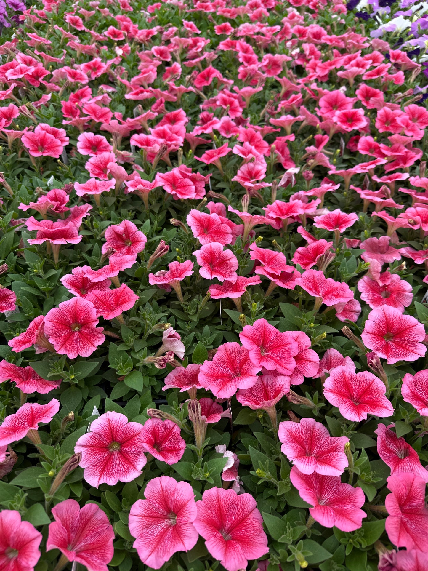 PETUNIA MADNESS SUMMER - FLAT OF 48 PLANTS