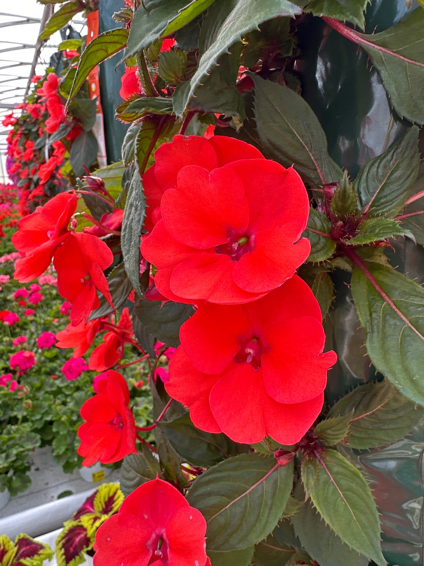 SUNPATIENS COMPACT HOT CORAL - FLOWER BAG