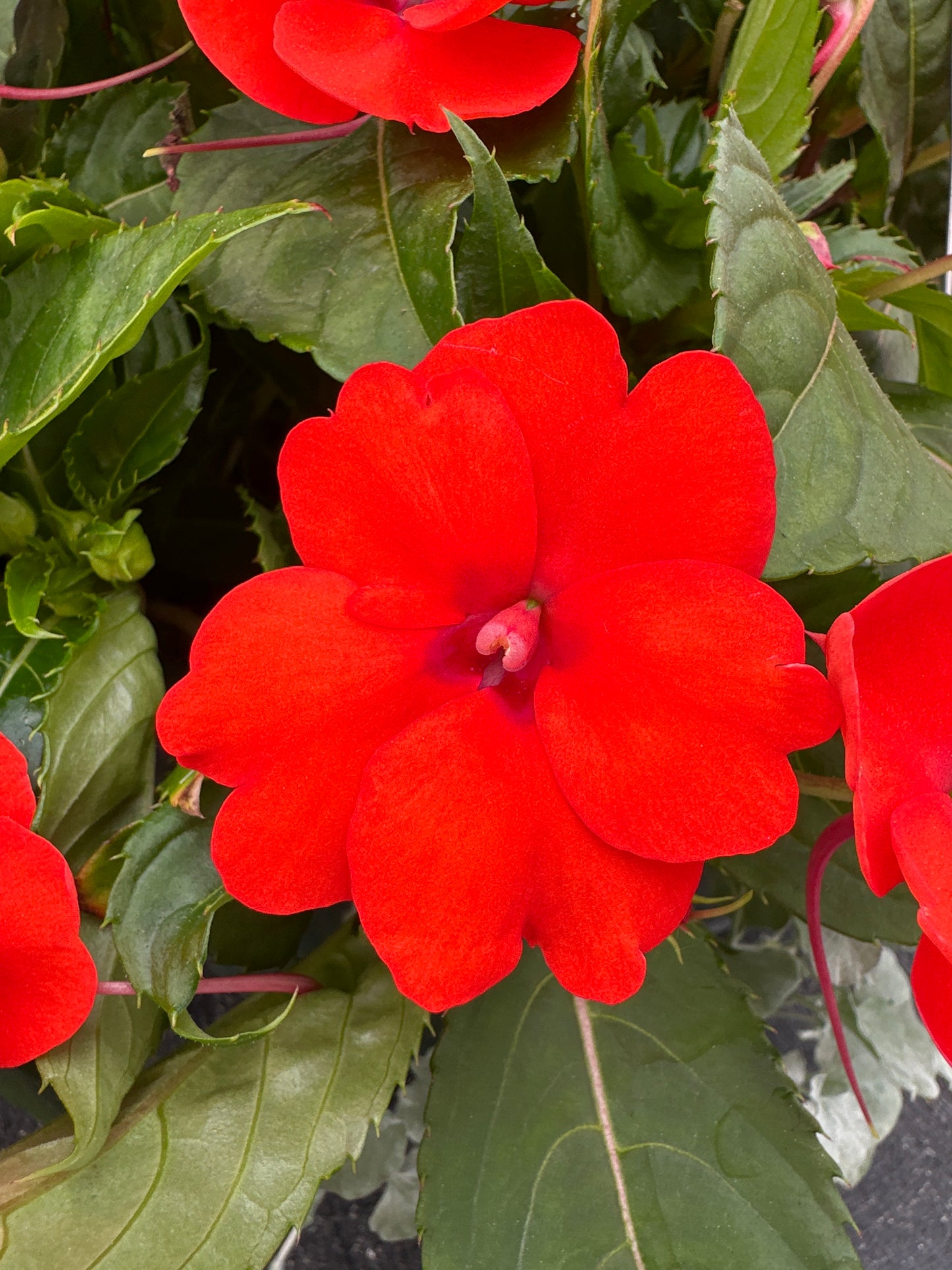 BASKET #34 - 12" HANGING BASKET