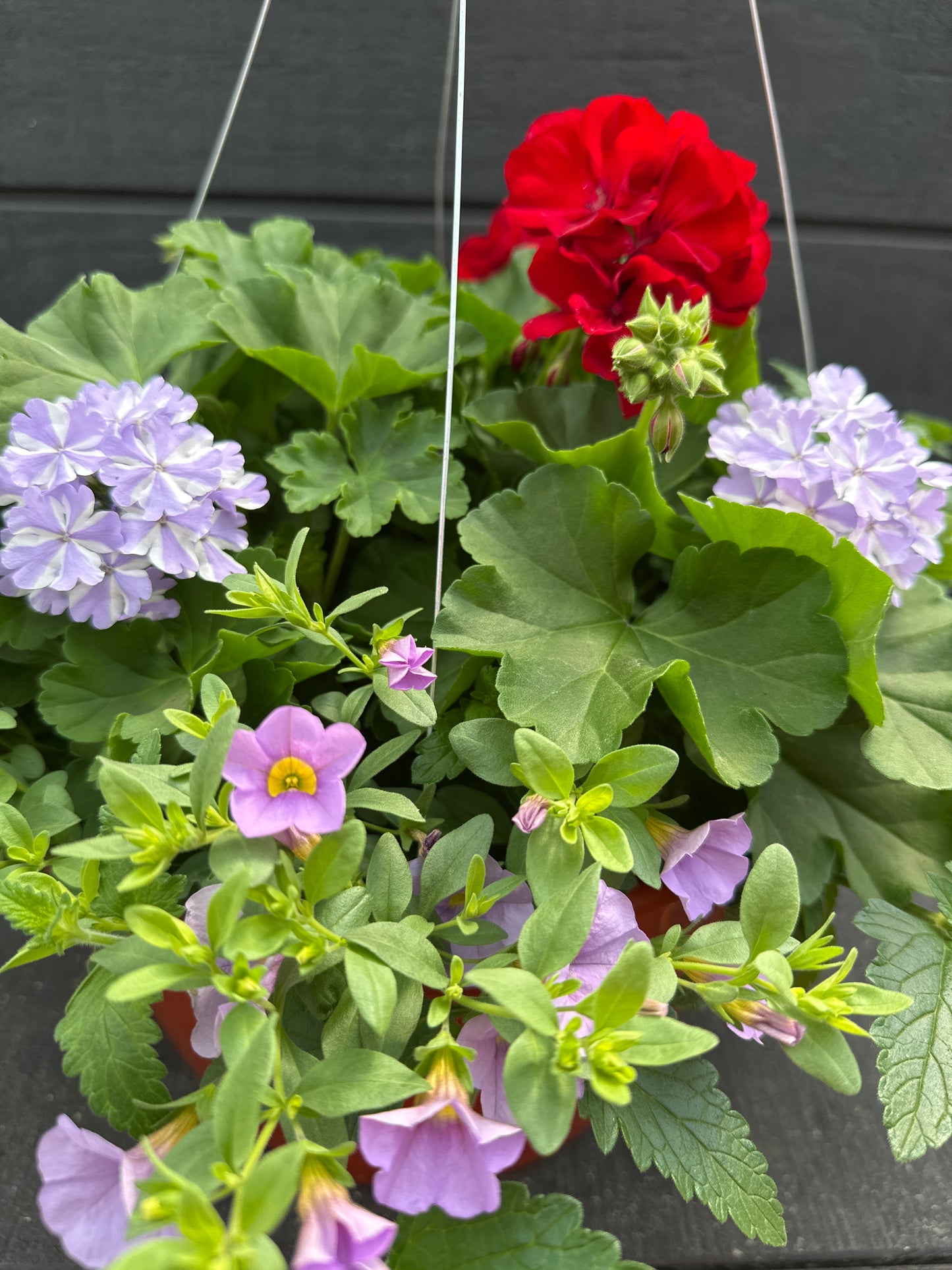 BASKET #93 - 12'' HANGING BASKET