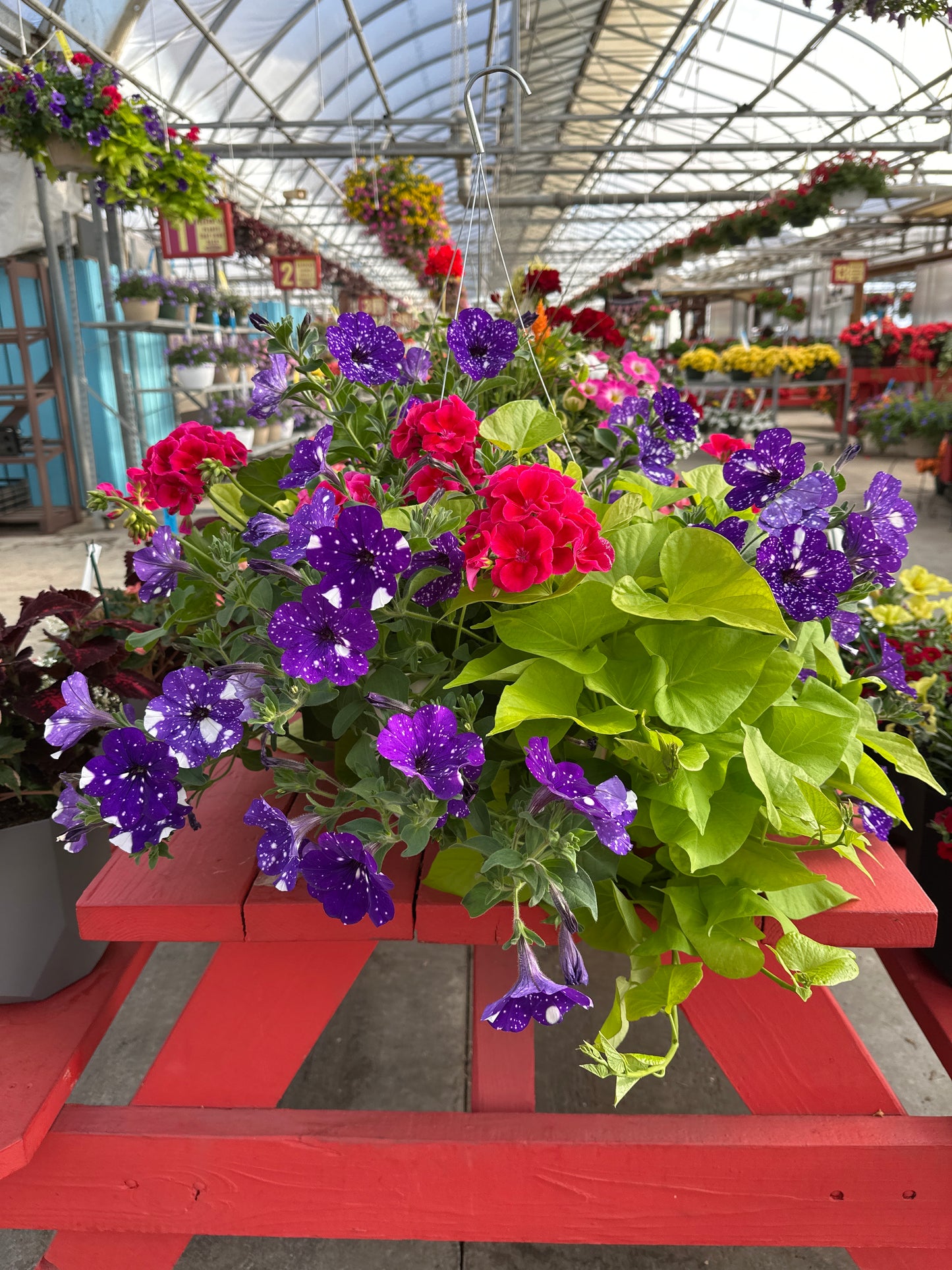 BASKET #103 - 12" HANGING BASKET
