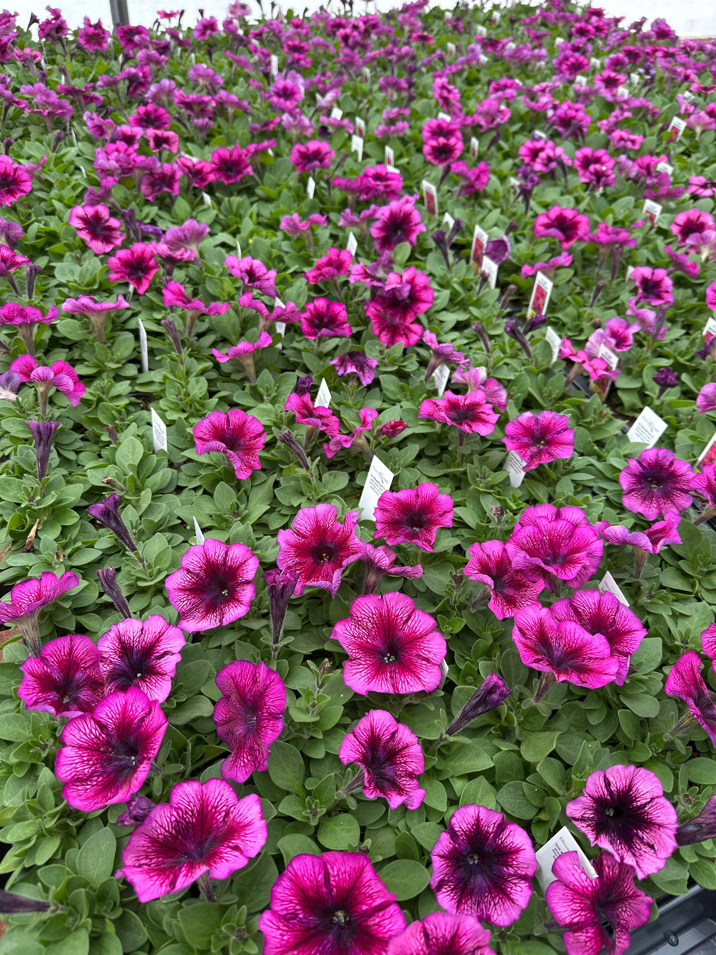 PETUNIA MADNESS PLUM - FLAT OF 48 PLANTS