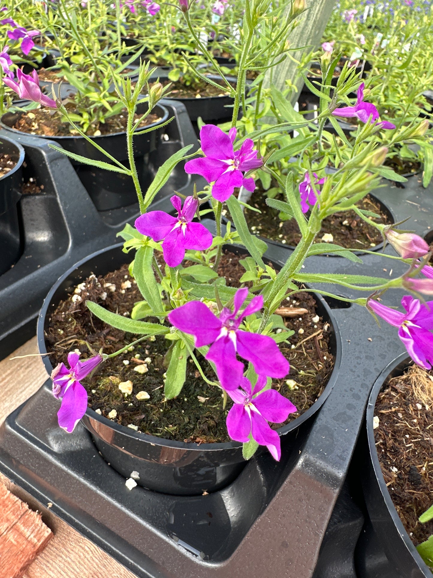 LOBELIA MAGADI BASKET DARK PURPLE - 4'' POT