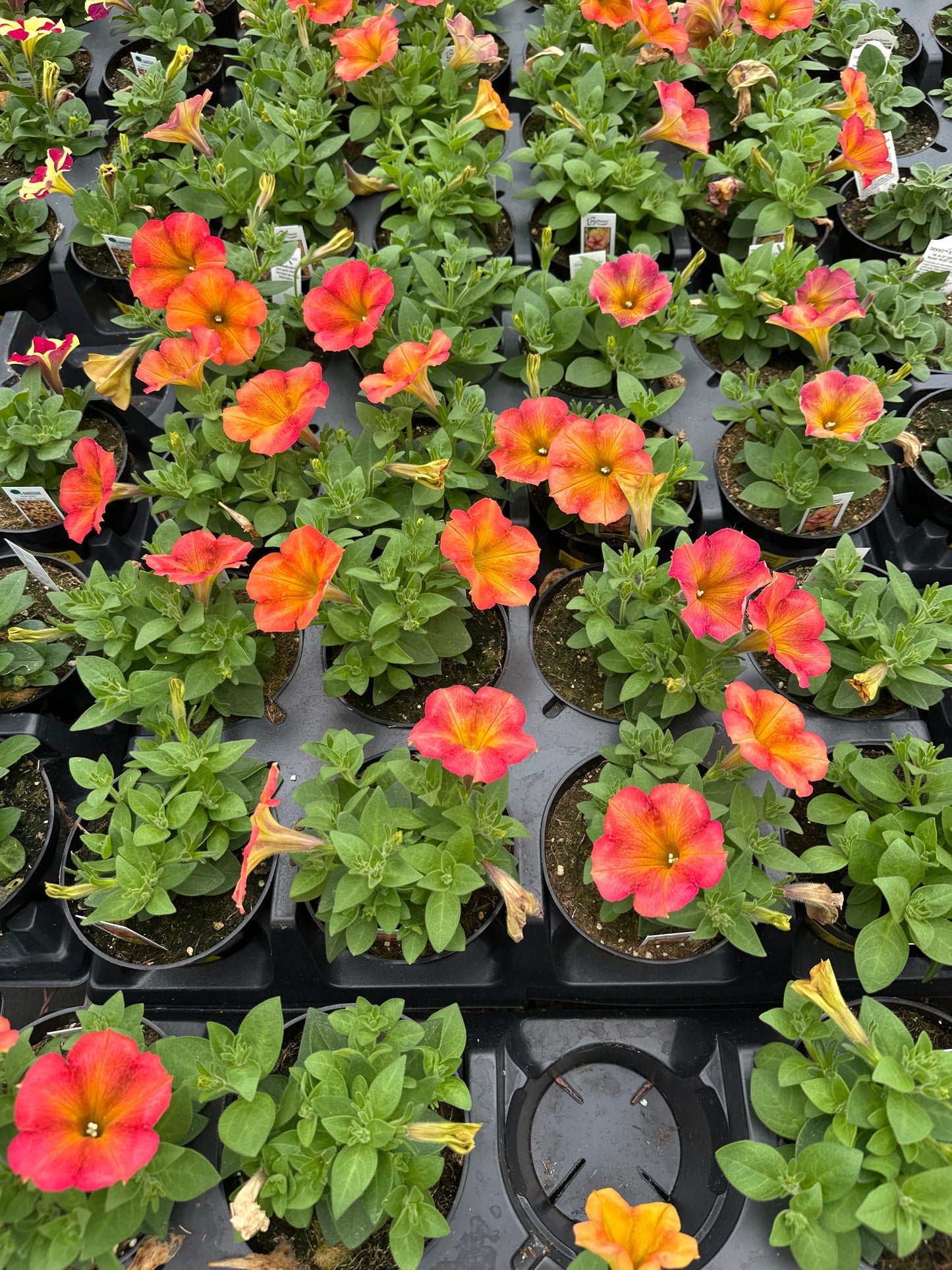 PETUNIA CRAZYTUNIA TERRA COTTA - 4" POT