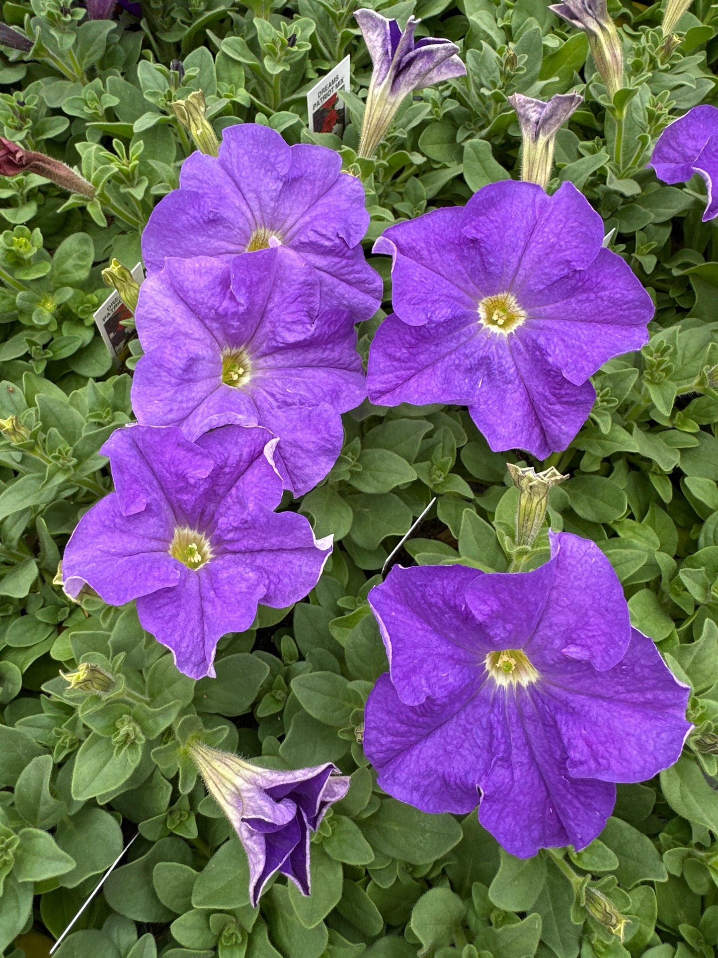 PETUNIA DREAMS SKY BLUE - FLAT OF 48 PLANTS