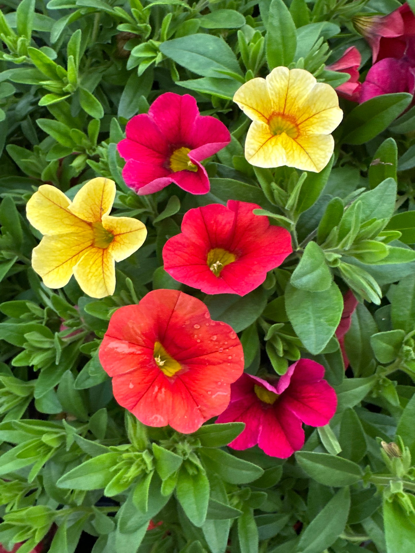 HAWAIIAN SUMMER - QUART POT