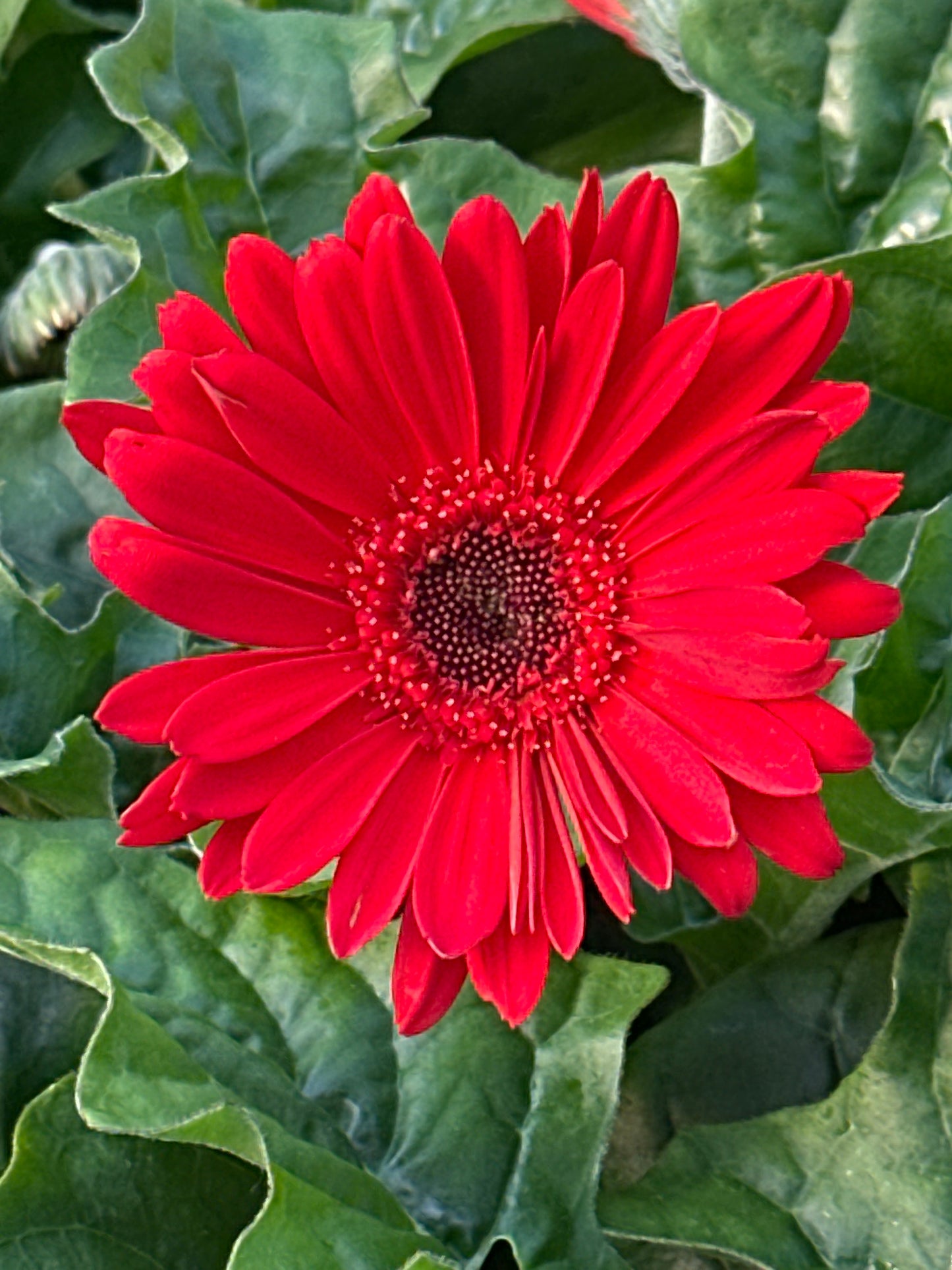 GERBERA JAGUAR SCARLET SHADES WITH EYE - 4'' POT