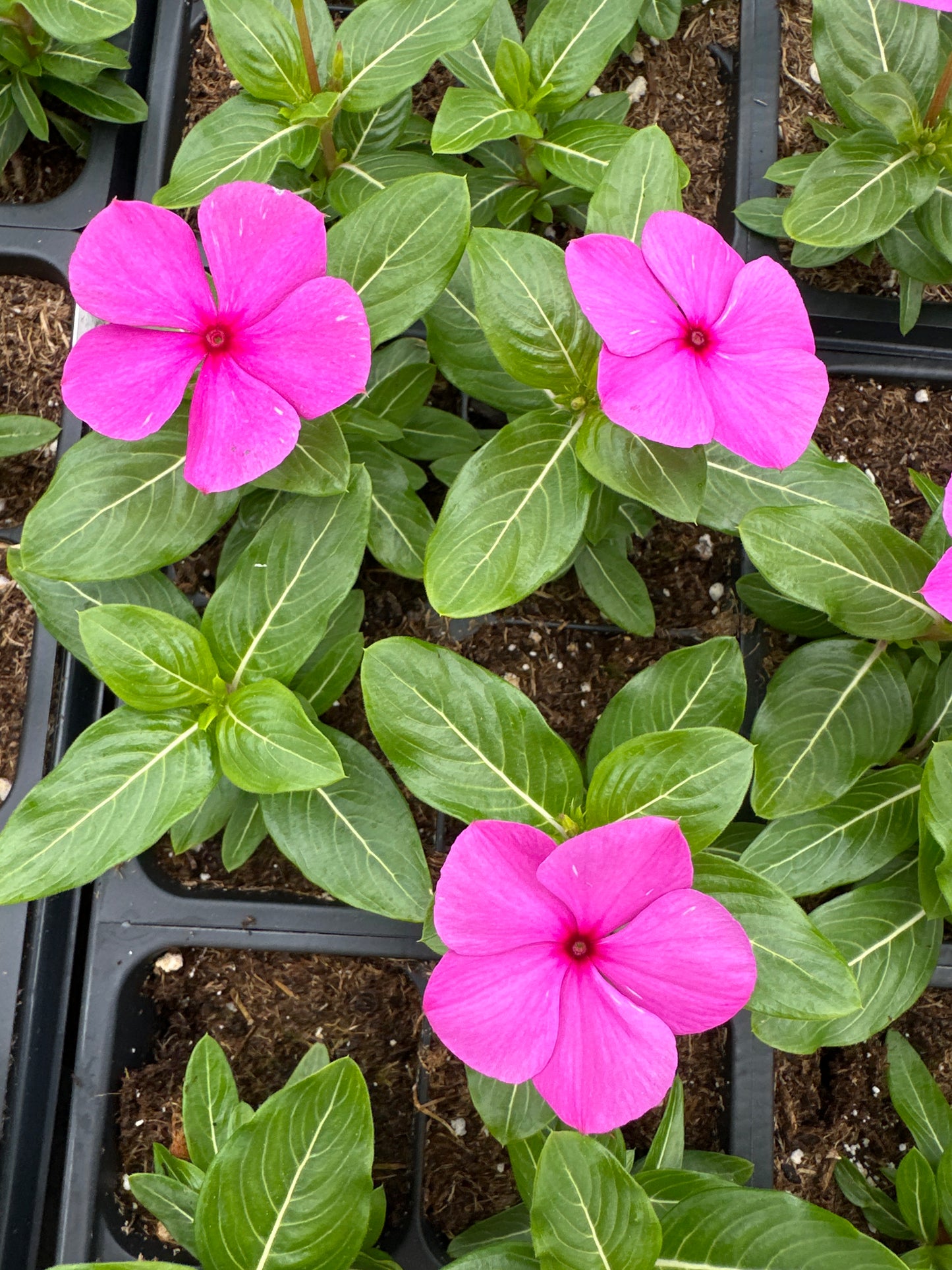 PERIWINKLE VINCA CORA CASCADE LILAC - FLAT OF 32 PLANTS