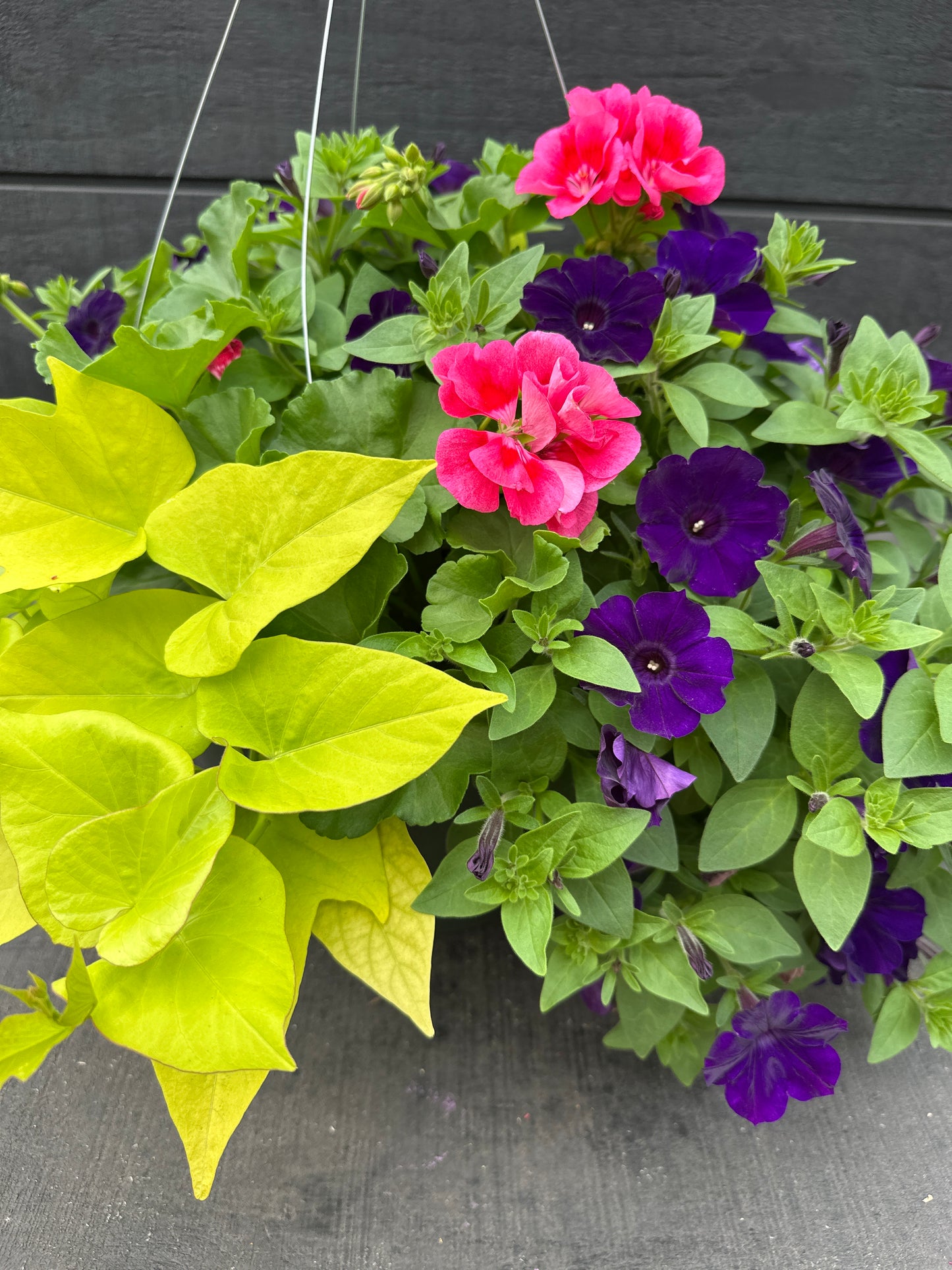 BASKET #23 - 12'' HANGING BASKET