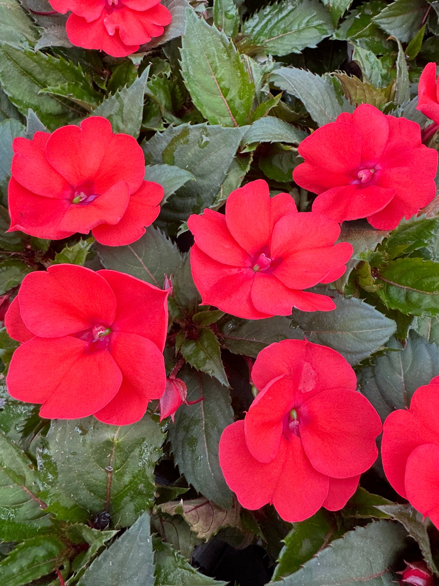 SUNPATIENS COMPACT HOT CORAL - 4" POT