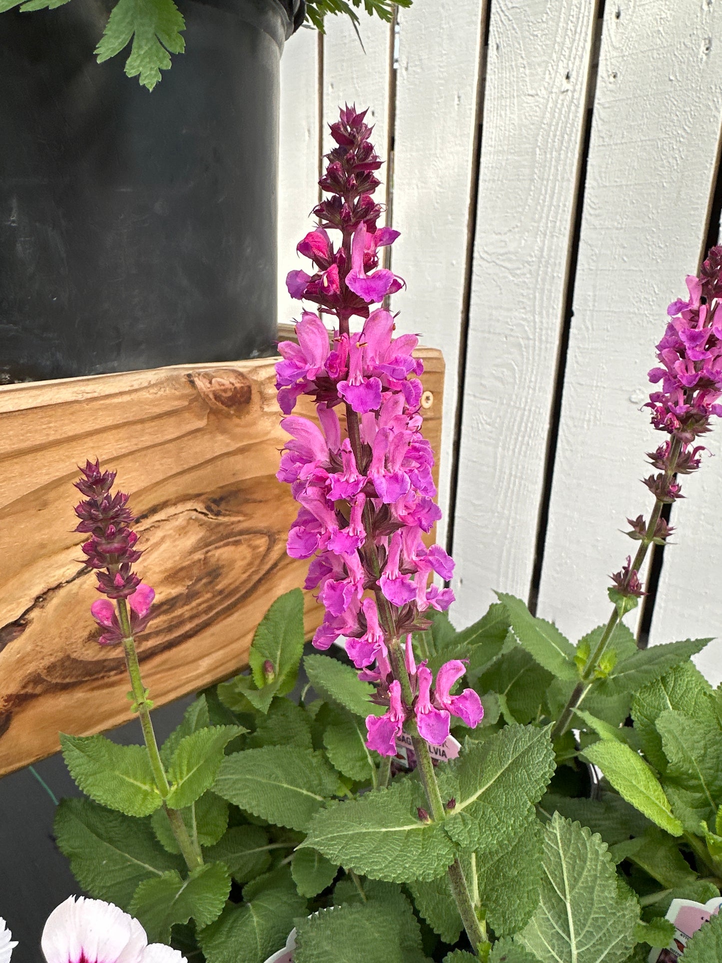 SALVIA ROSE MARVEL - QUART POT