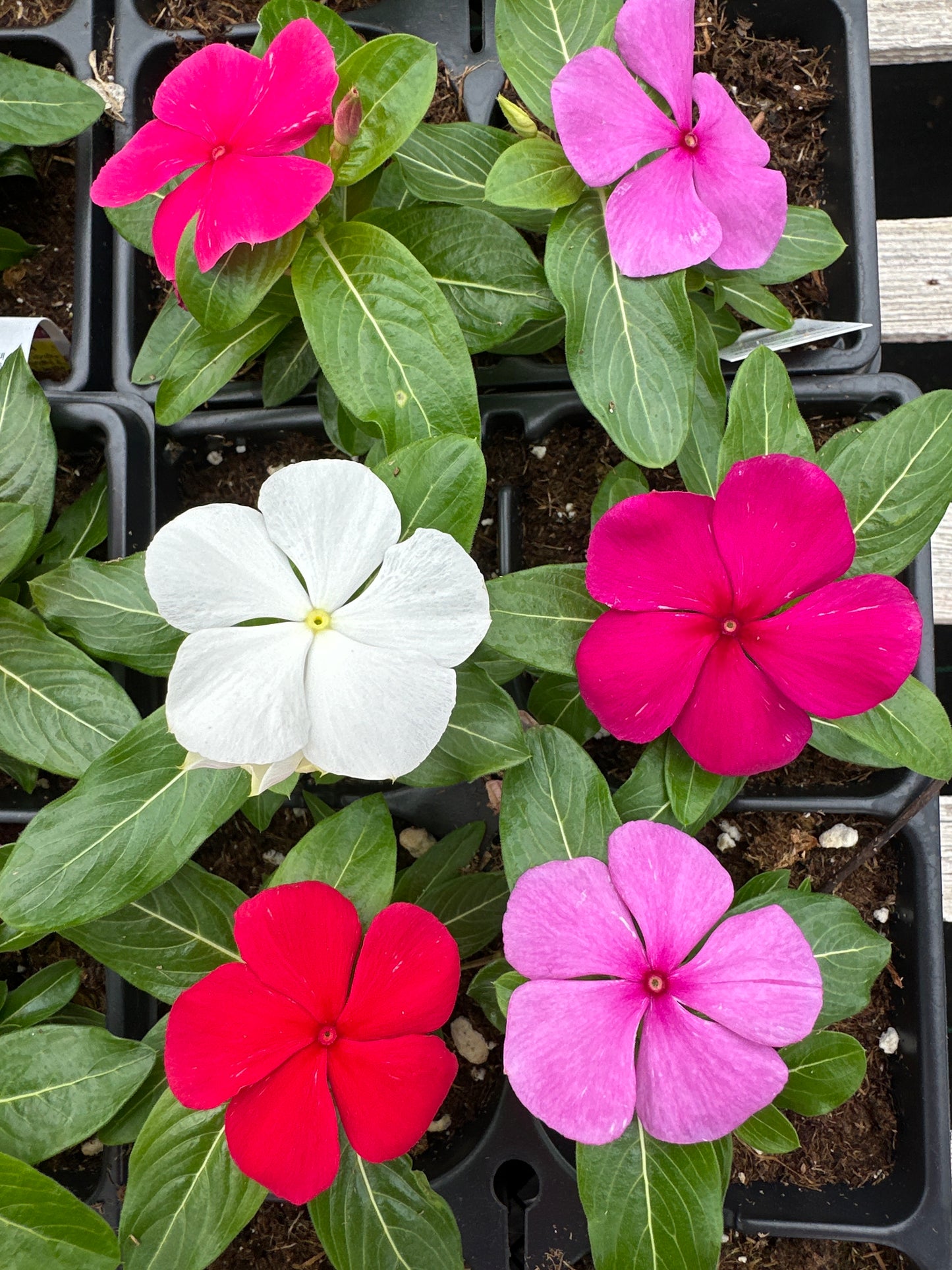 PERIWINKLE VINCA TITAN CLEAR MIX - JUMBO 6 PACK