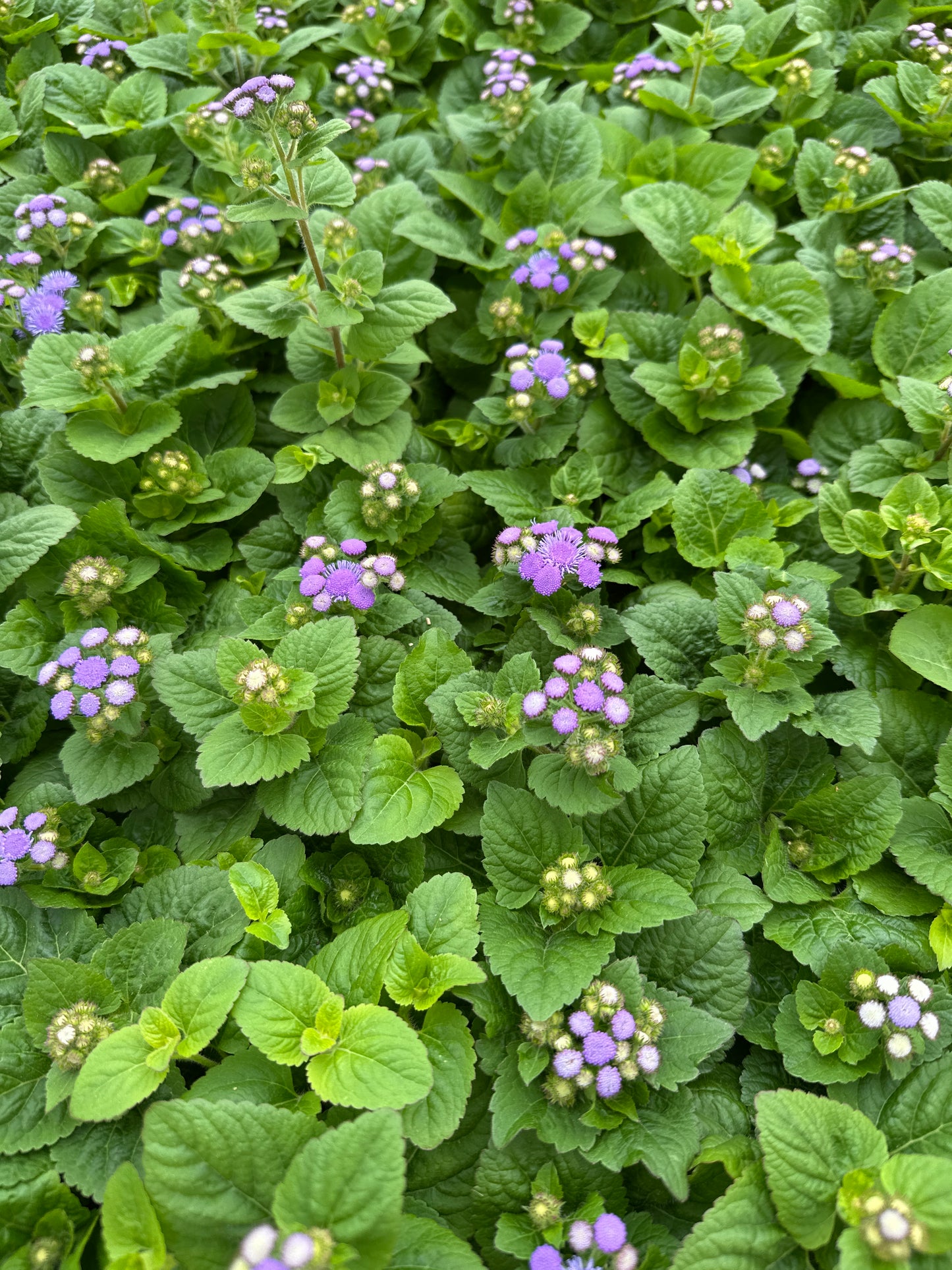 AGERATUM ALOHA BLUE - FLAT OF 48 PLANTS