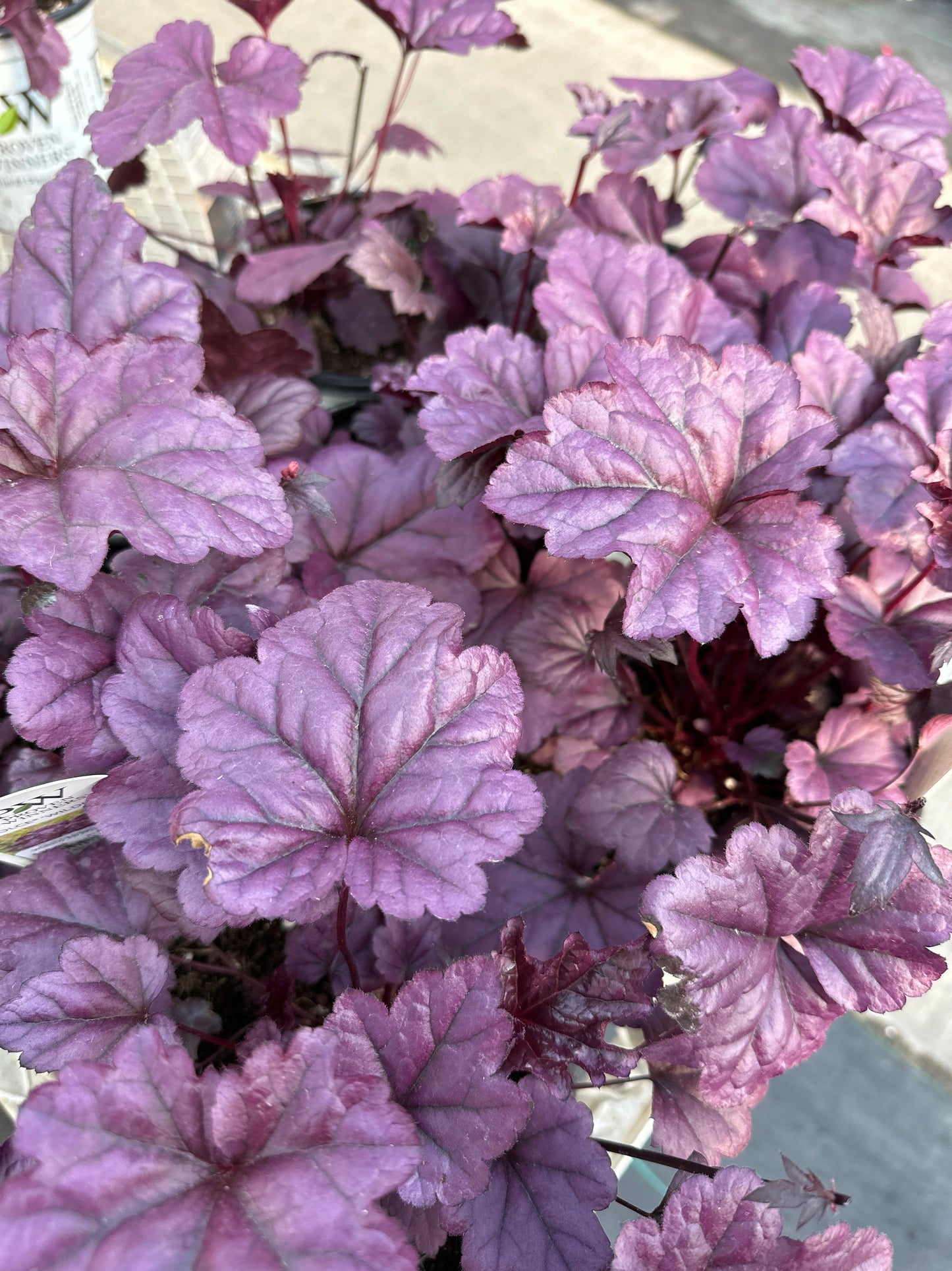 Heuchera Dolce® 'Wildberry' PW