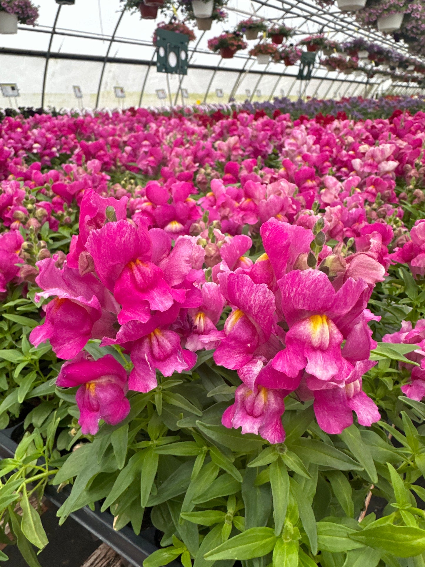 SNAPDRAGON SNAPSHOT PURPLE - FLAT OF 48 PLANTS