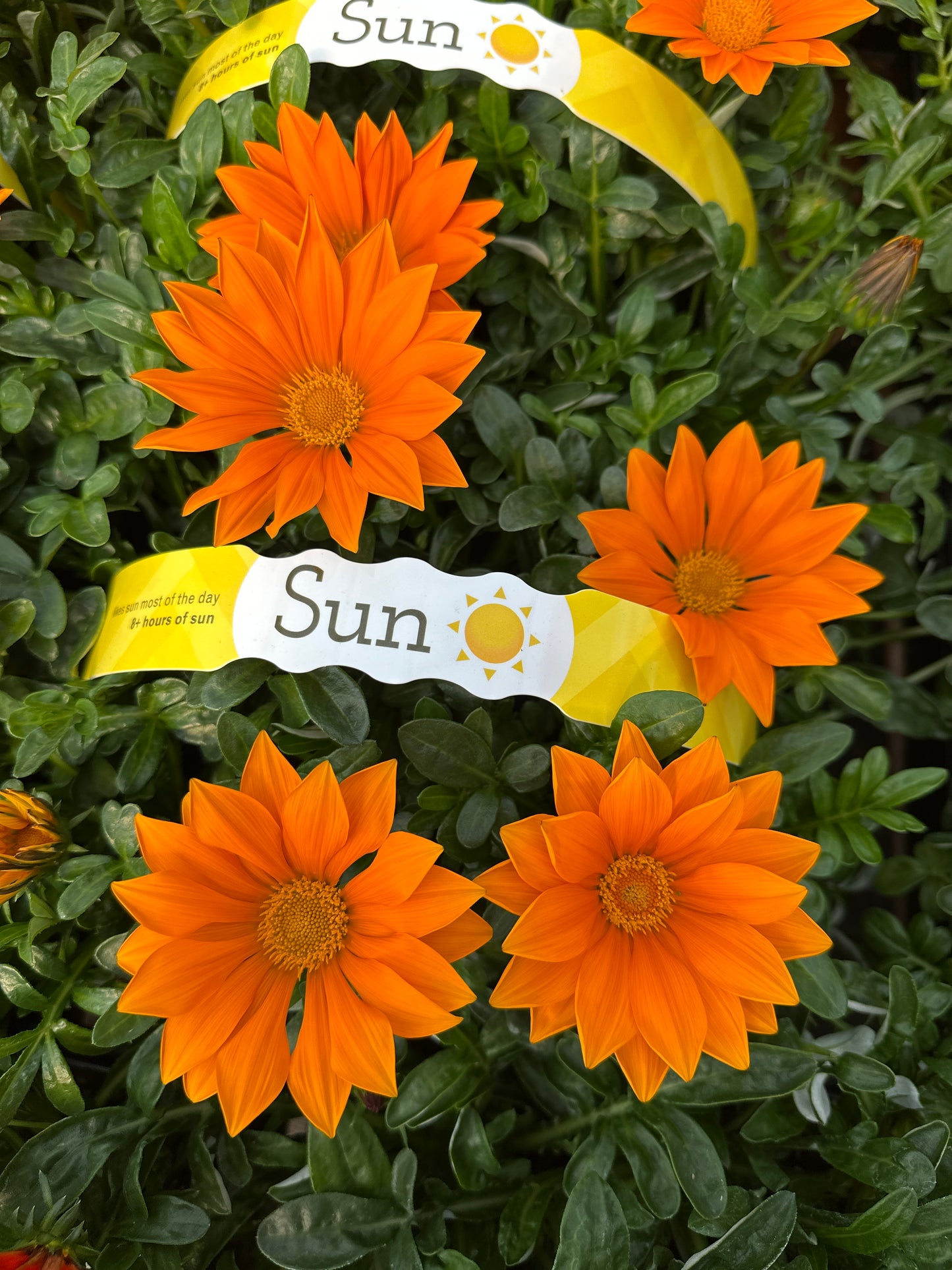 GAZANIA NEW DAY ORANGE - JUMBO 6 PACK