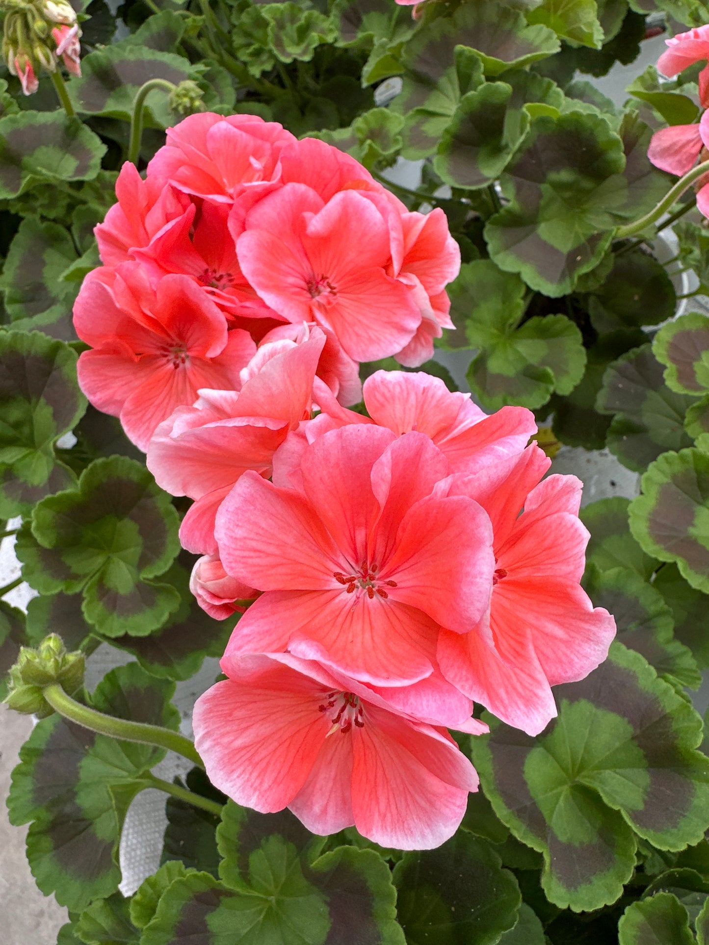 GERANIUM DYNAMO SALMON - 6'' POT