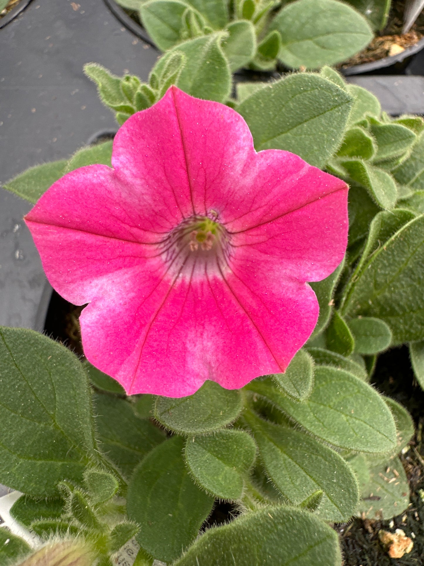 PETUNIA DEKKO STAR ROSE - 4" POT